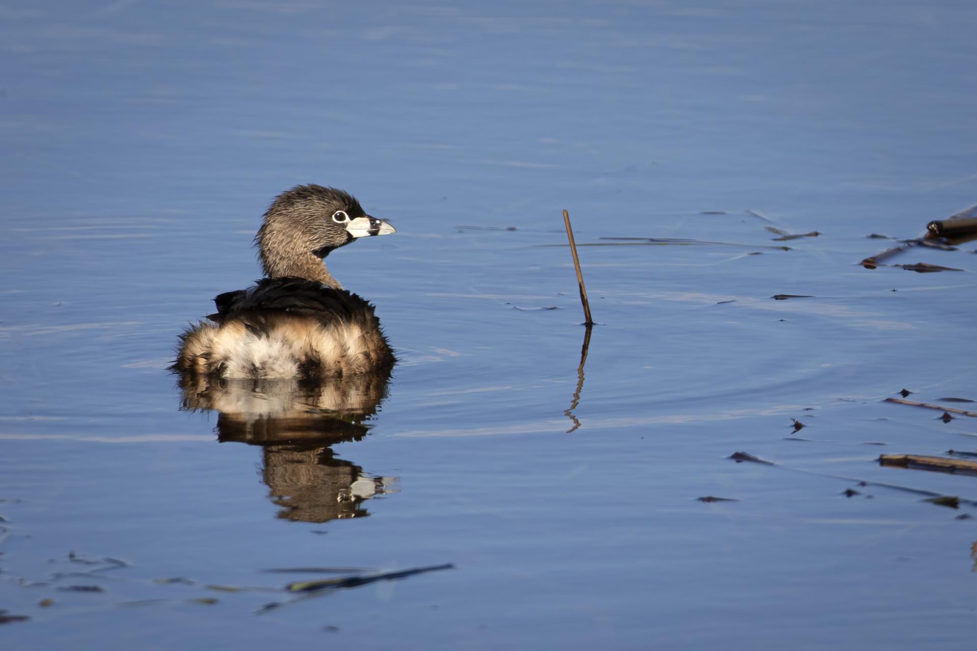 grebe-a-bec-bigarre-pied-billed-grebe