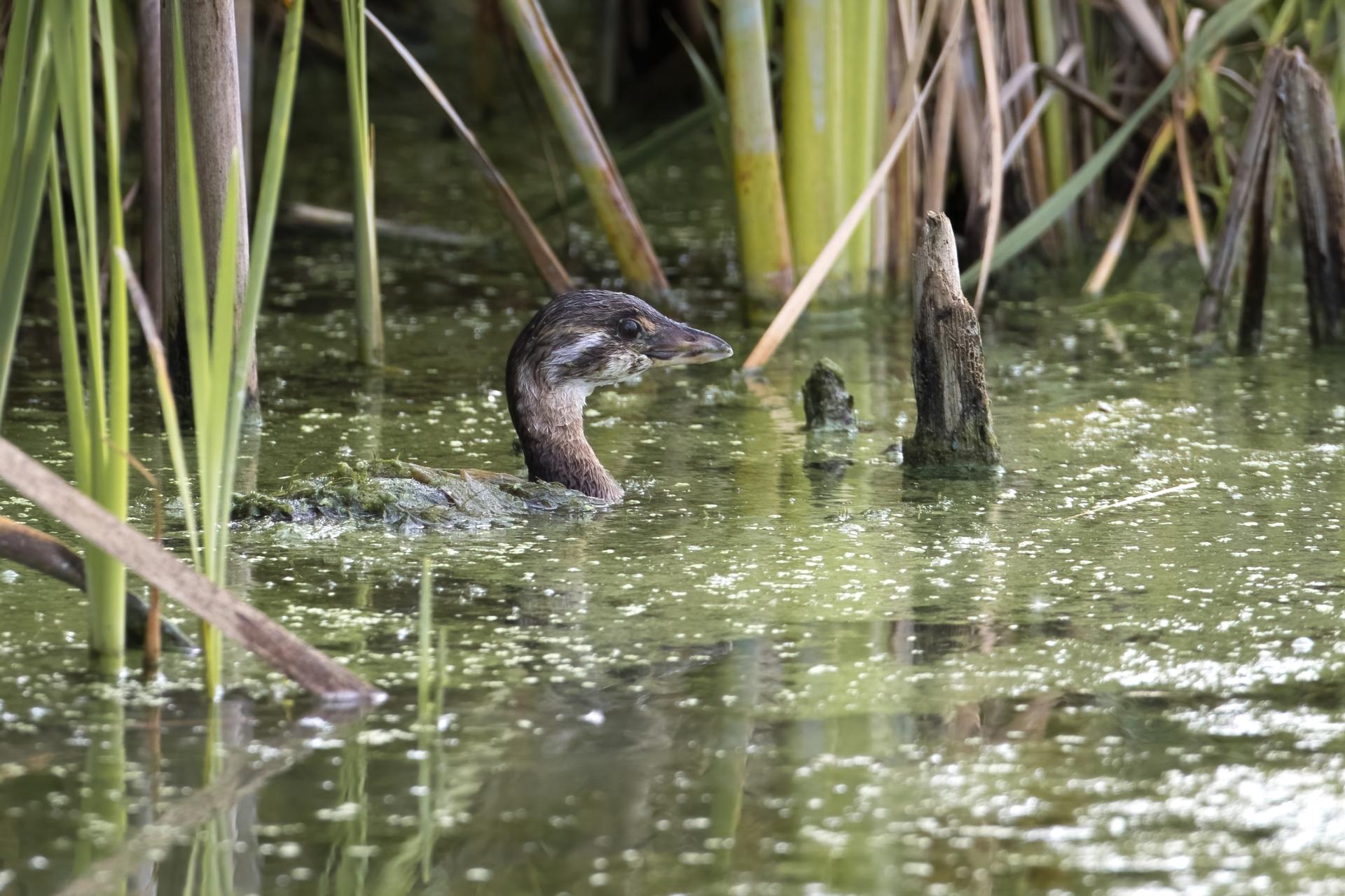 grebe-a-bec-bigarre-pied-billed-grebe