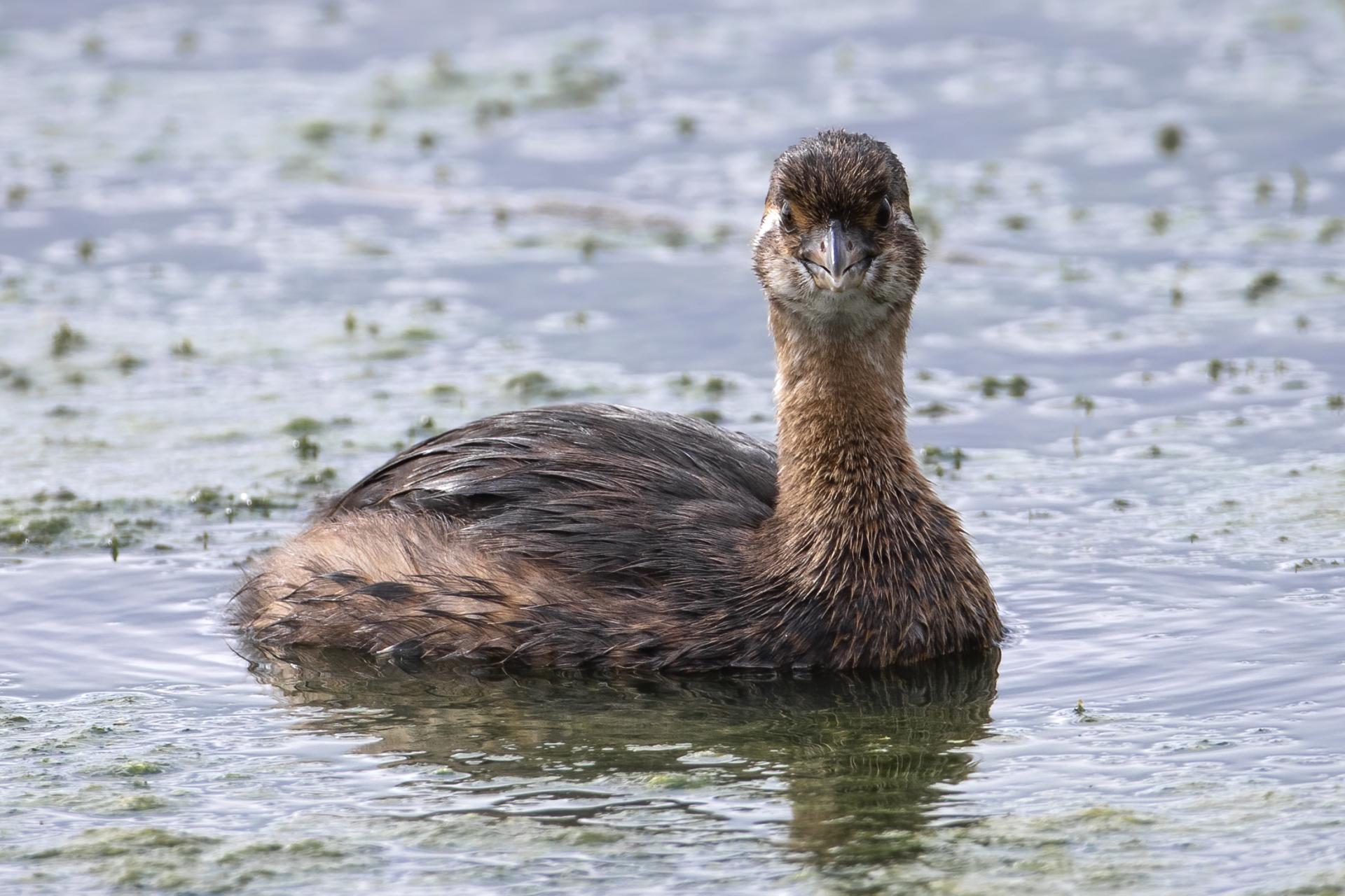 grebe-a-bec-bigarre-pied-billed-grebe