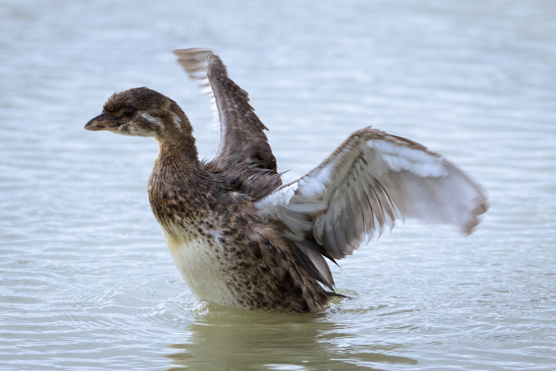 grebe-a-bec-bigarre-pied-billed-grebe