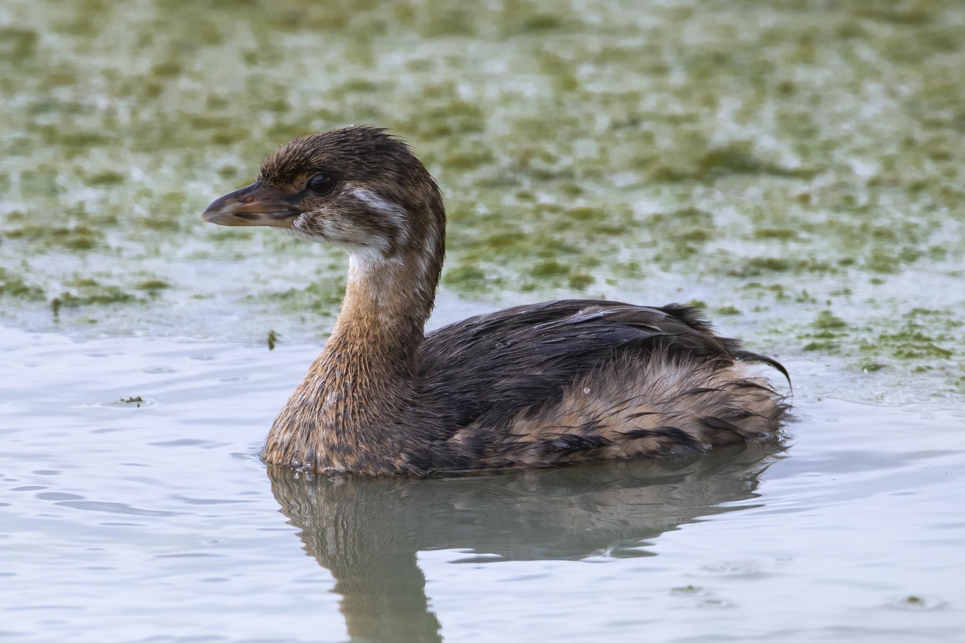 grebe-a-bec-bigarre-pied-billed-grebe
