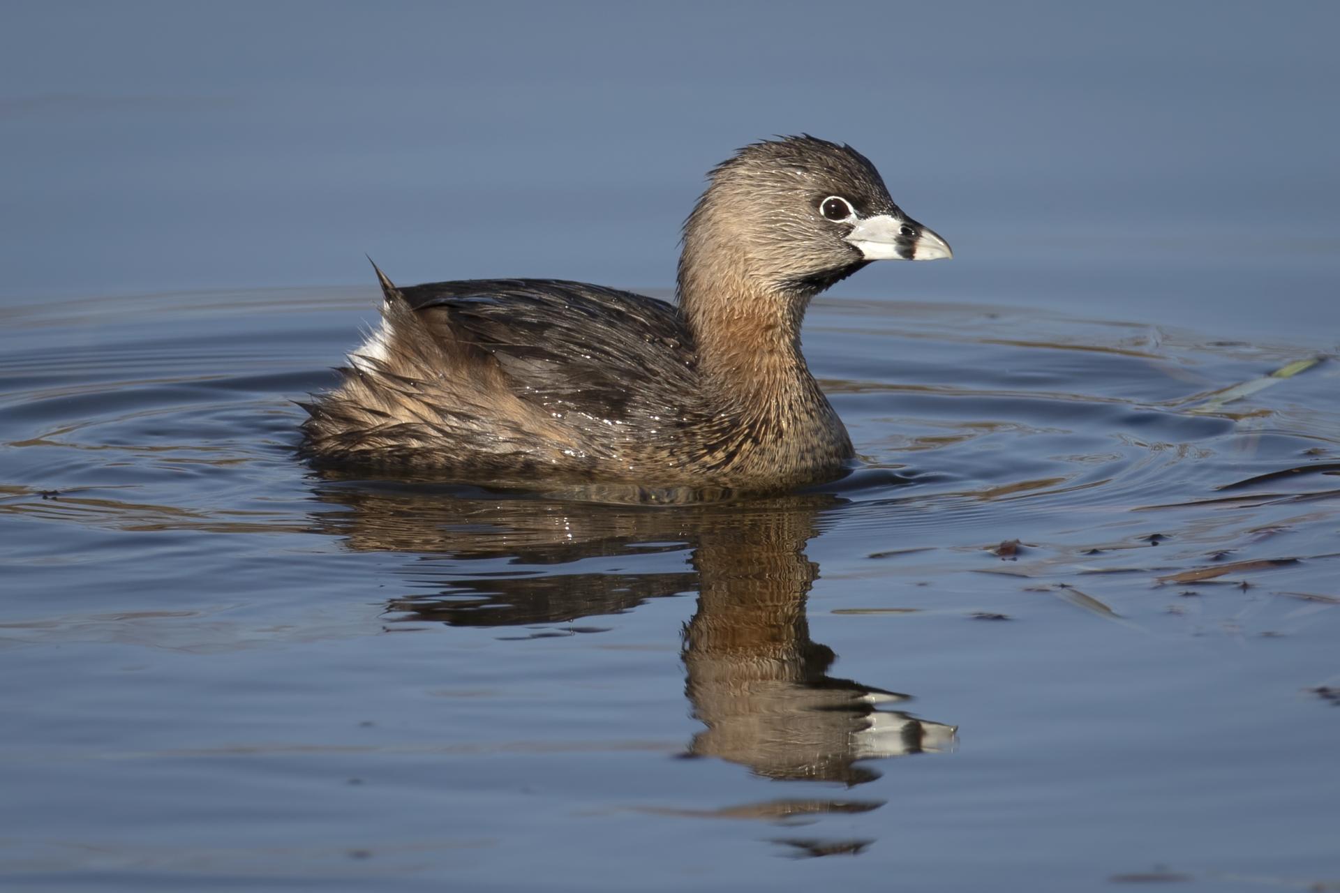 grebe-a-bec-bigarre-pied-billed-grebe