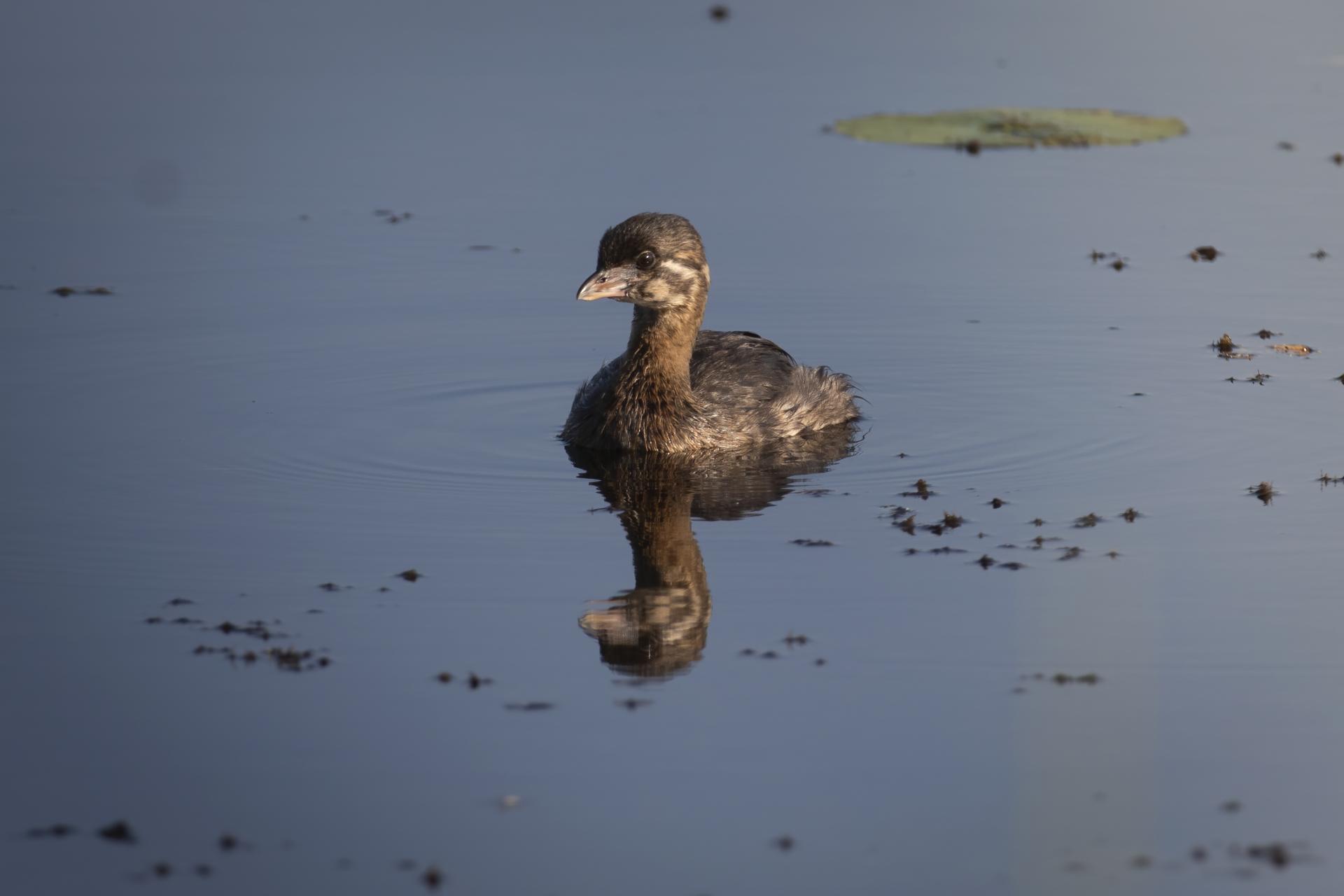 grebe-a-bec-bigarre-pied-billed-grebe