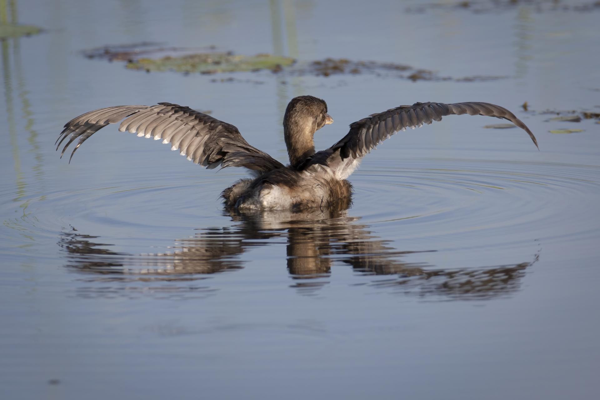 grebe-a-bec-bigarre-pied-billed-grebe