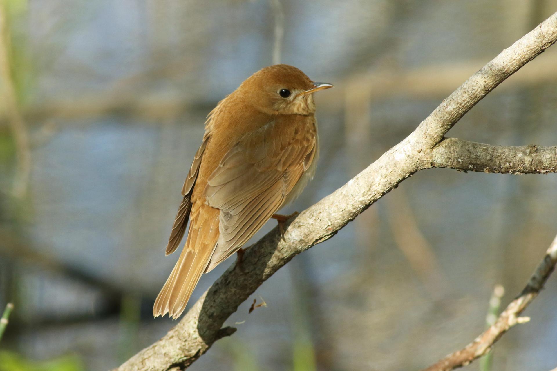 grive-fauve-veery