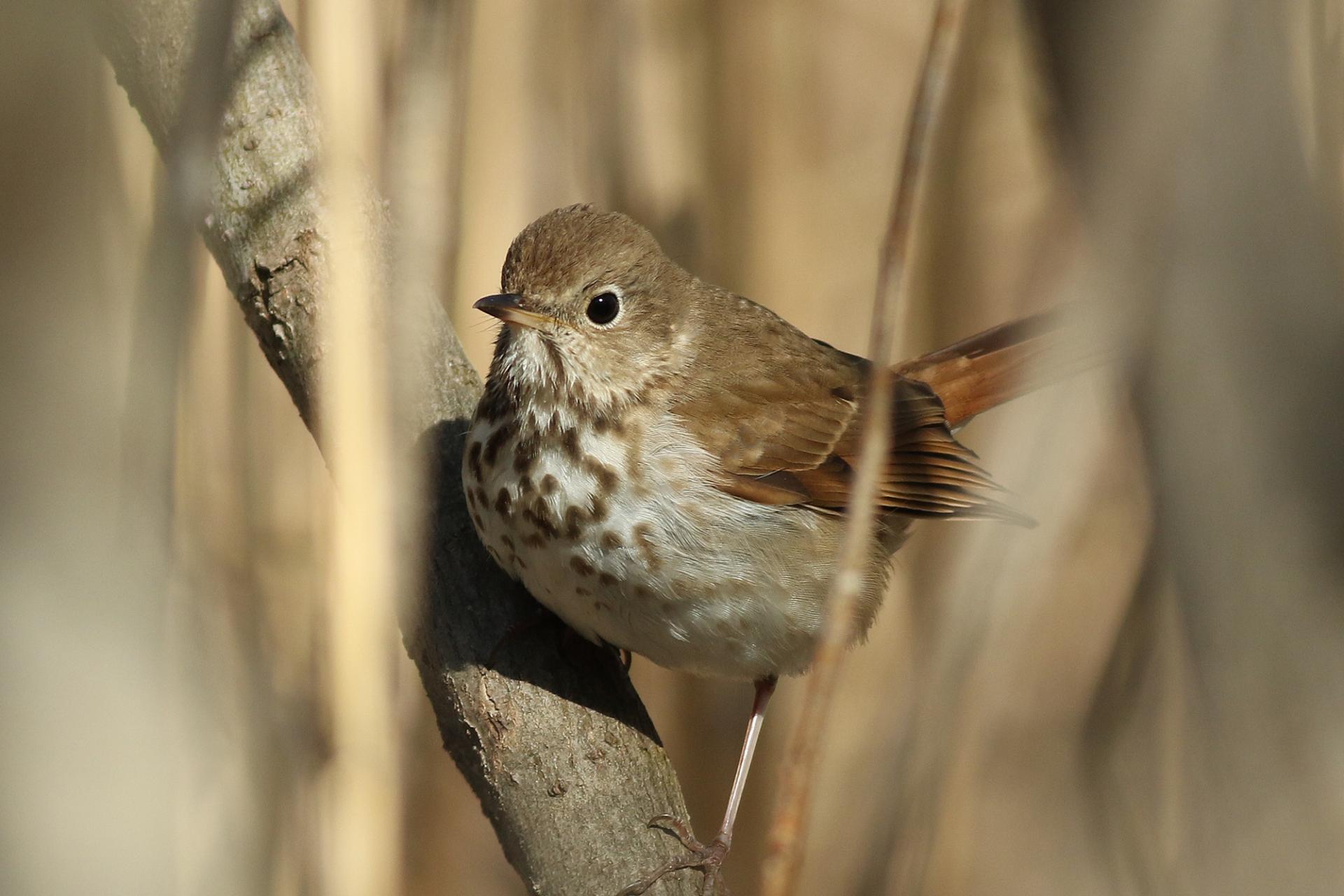 grive-solitaire-hermit-thrush