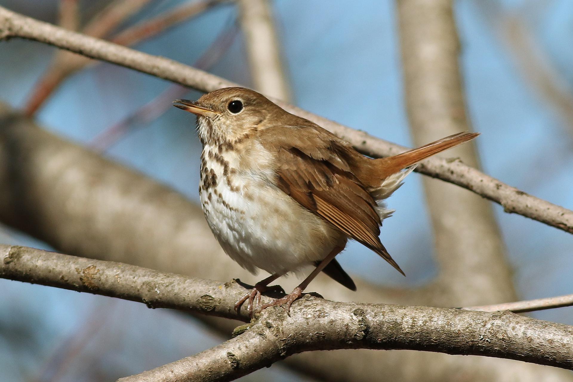 grive-solitaire-hermit-thrush
