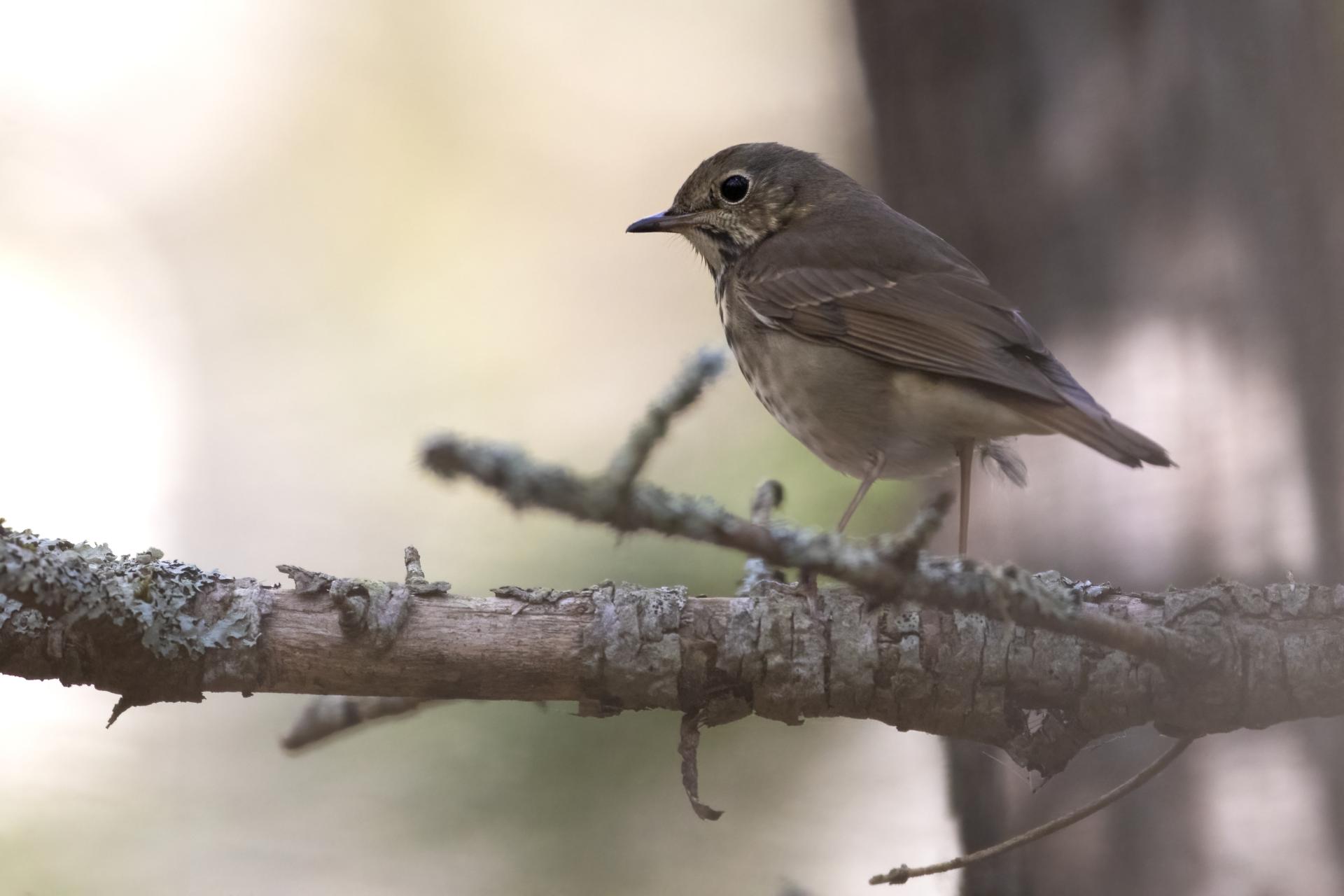 grive-solitaire-hermit-thrush