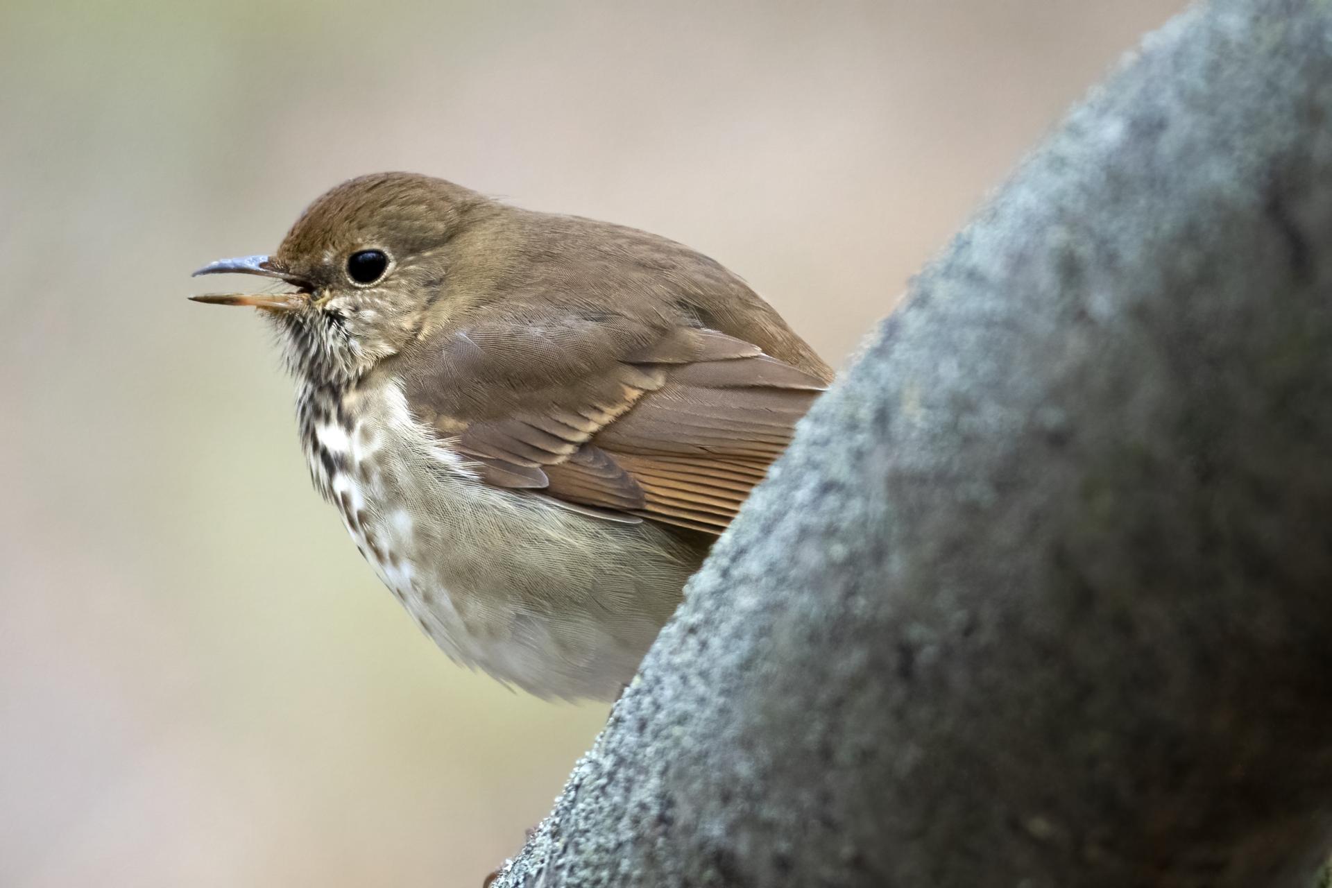 grive-solitaire-hermit-thrush