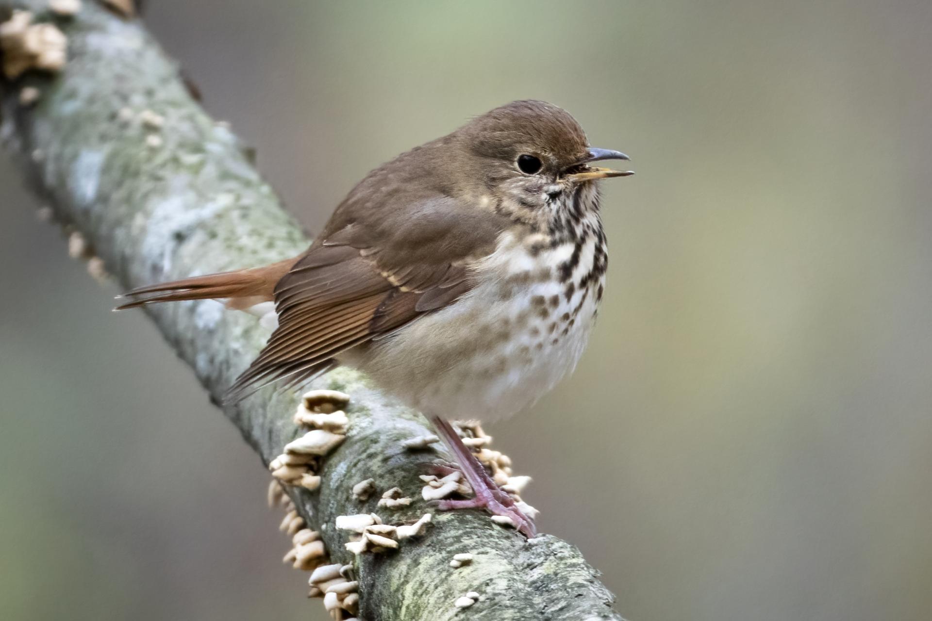 grive-solitaire-hermit-thrush