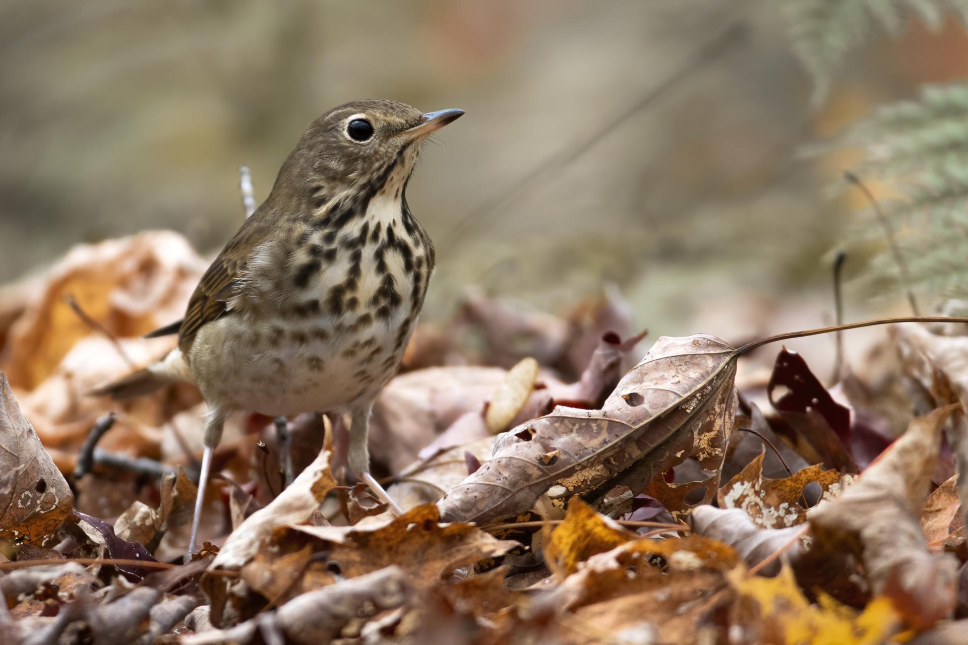 grive-solitaire-hermit-thrush
