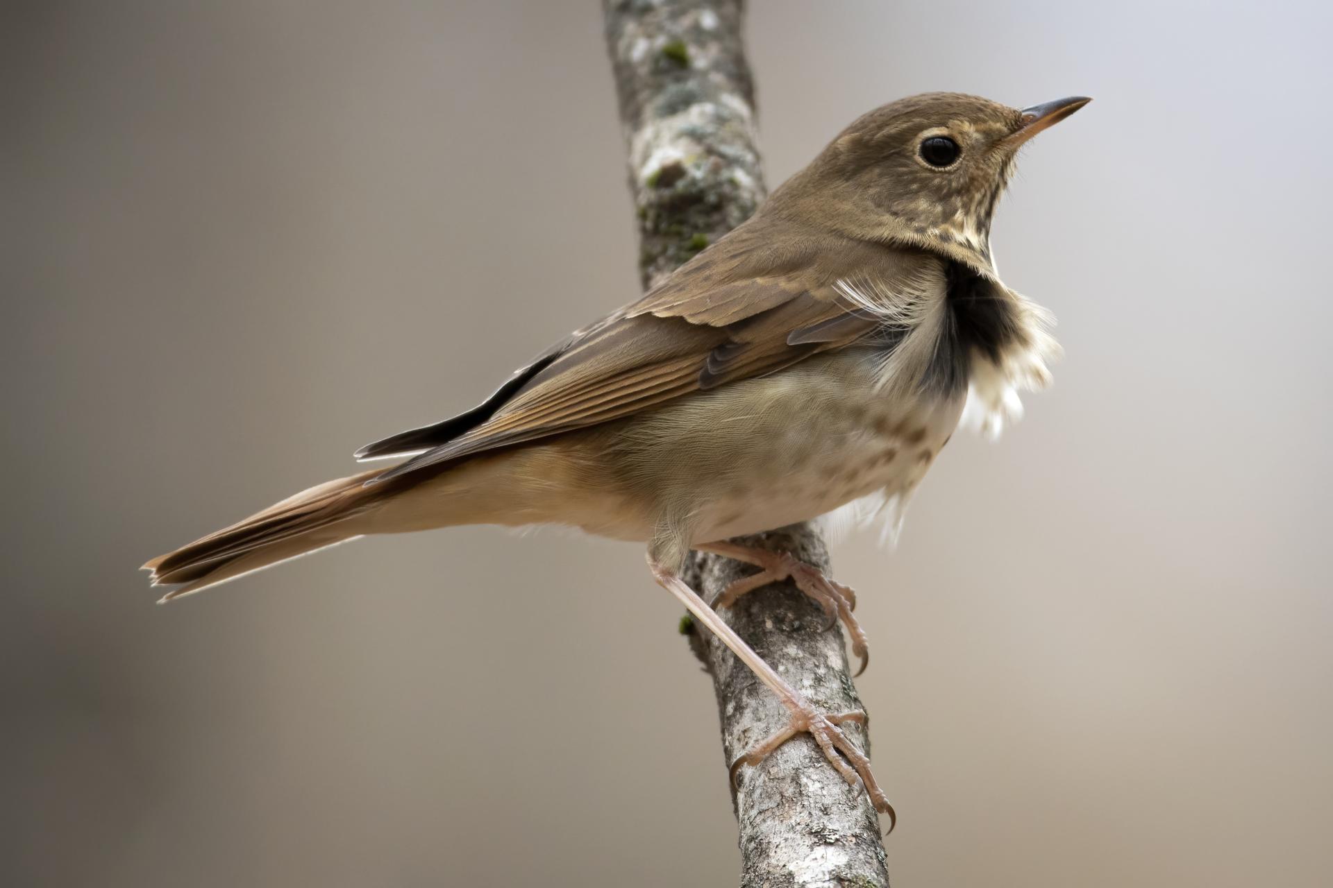 grive-solitaire-hermit-thrush