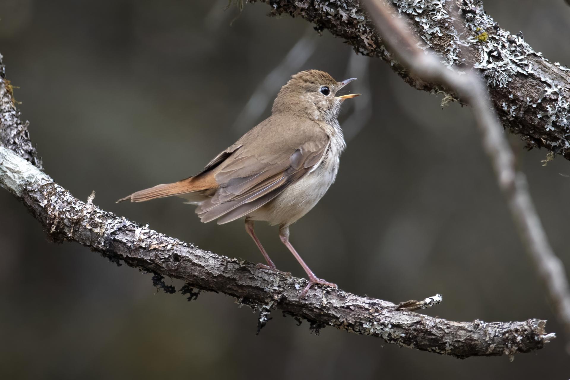 grive-solitaire-hermit-thrush