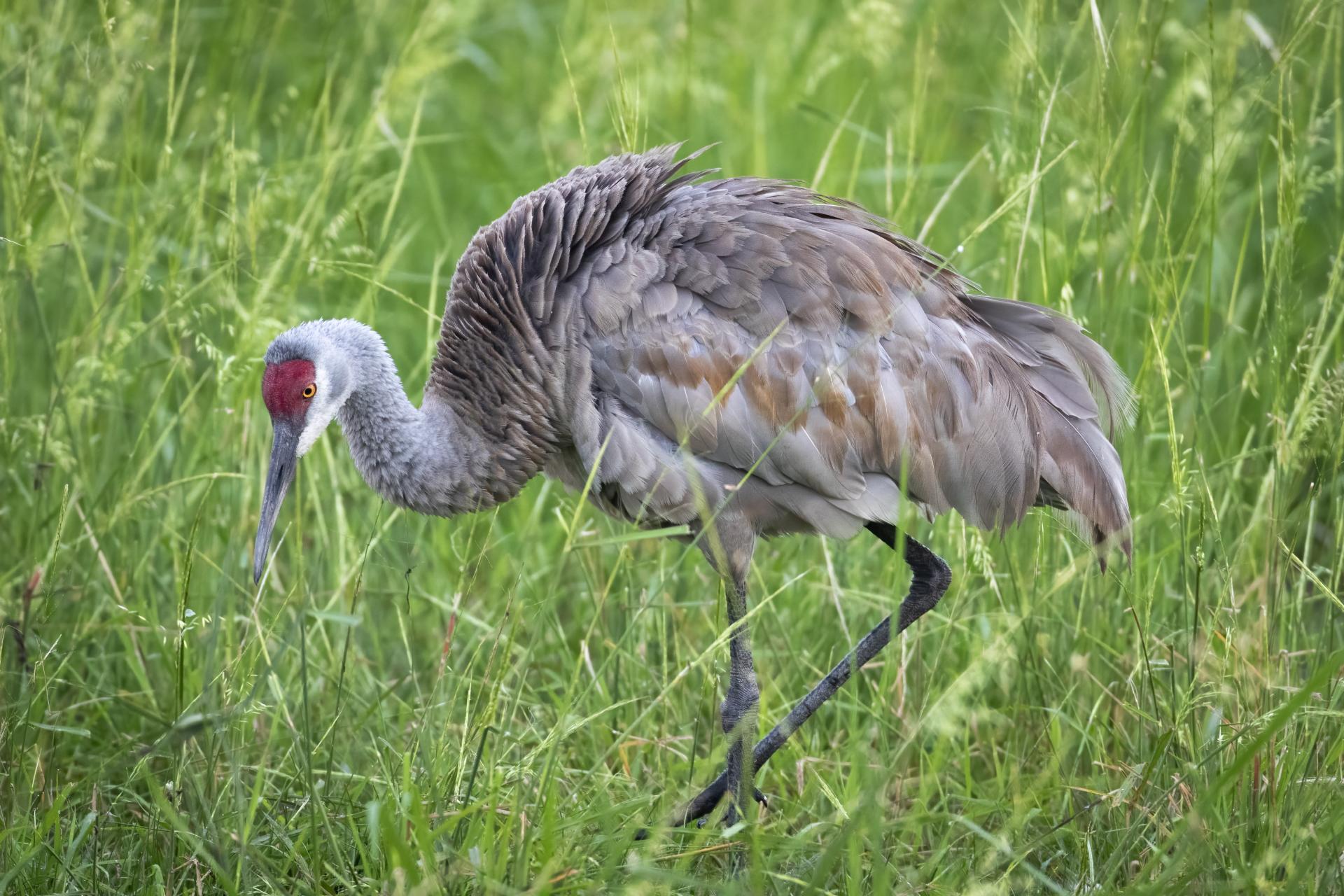 grue-du-canada-sandhill-crane