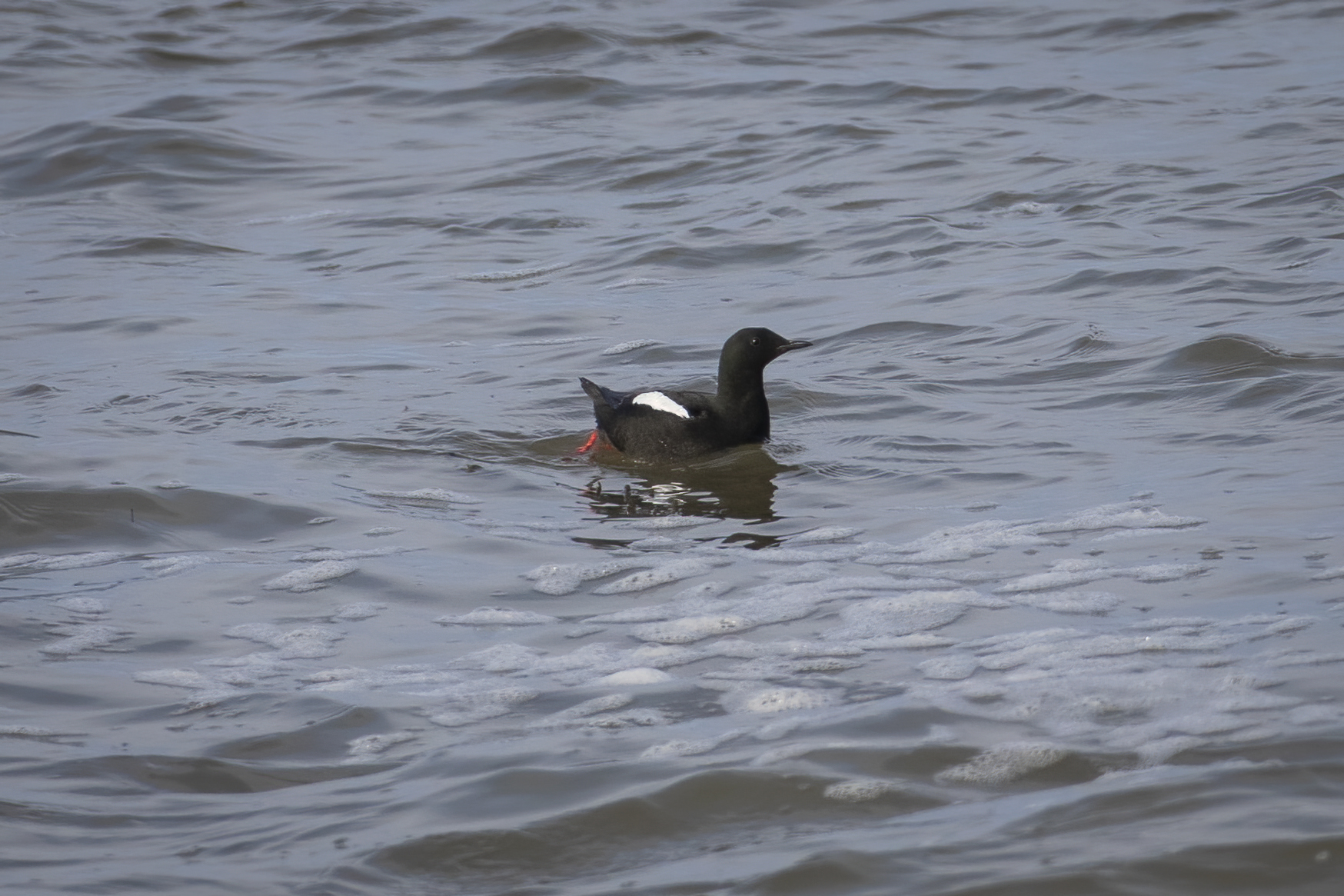 guillemot-a-miroir-black-guillemot