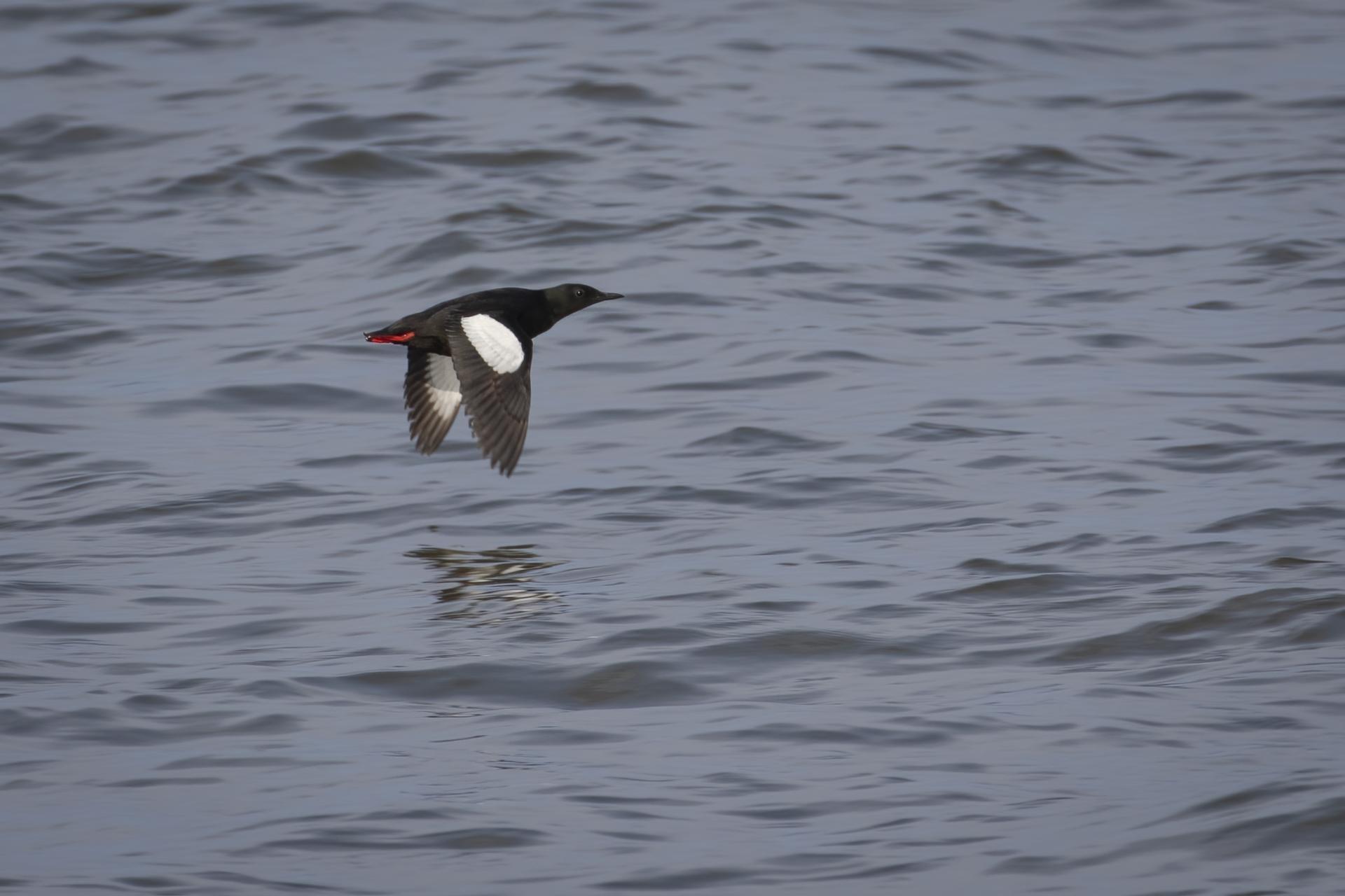 guillemot-a-miroir-black-guillemot