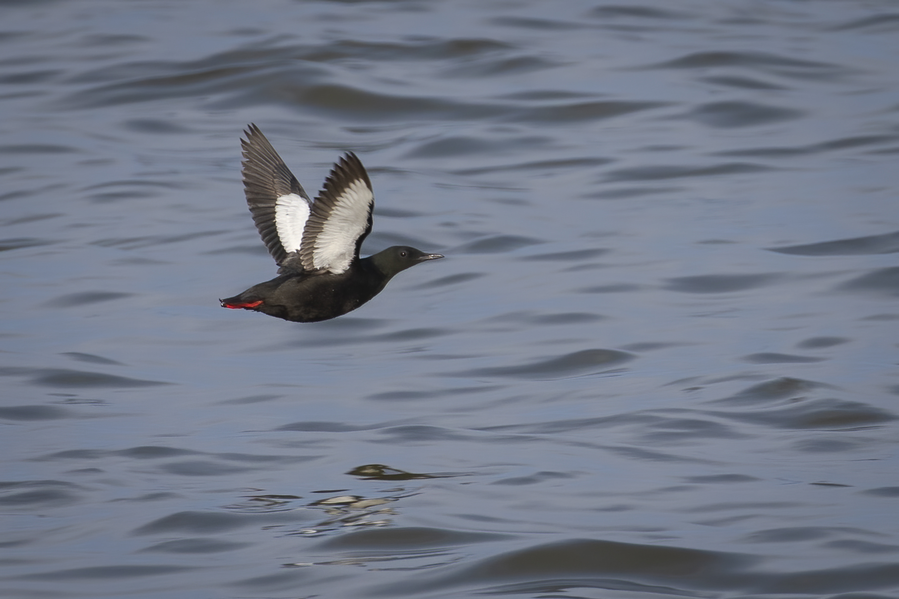 guillemot-a-miroir-black-guillemot