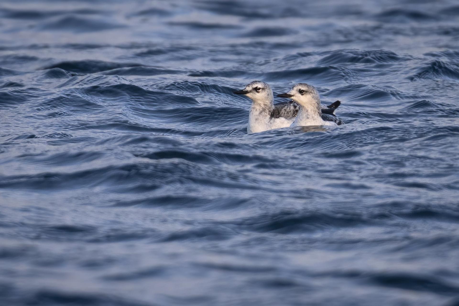 guillemot-a-miroir-black-guillemot