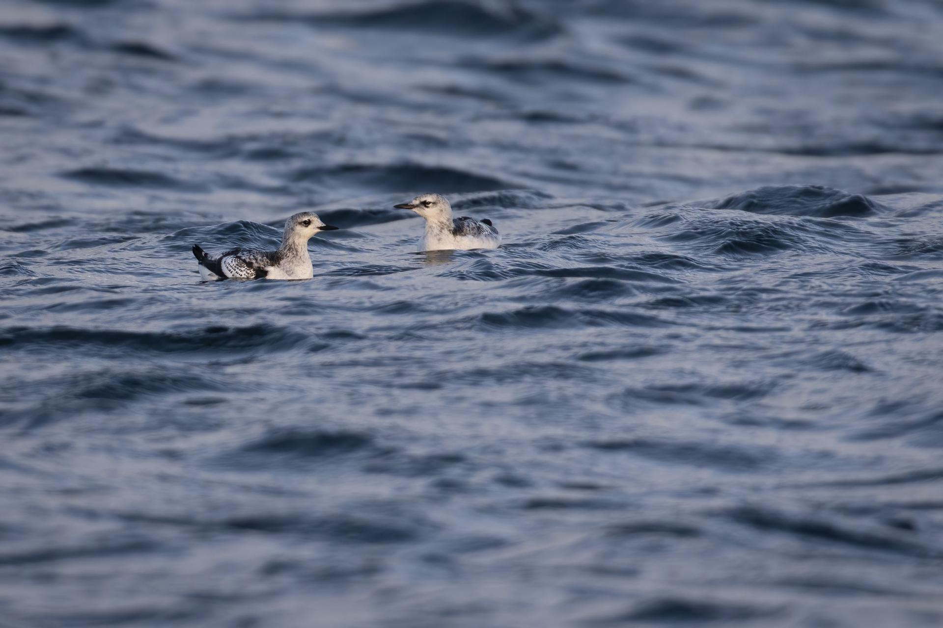 guillemot-a-miroir-black-guillemot