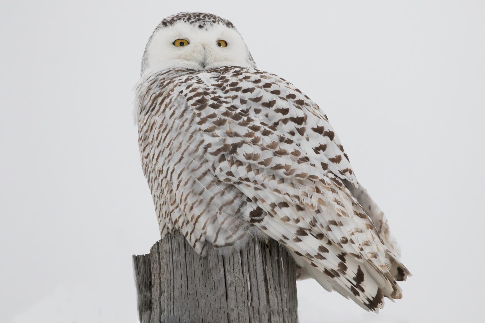 harfang-des-neiges-snowy-owl