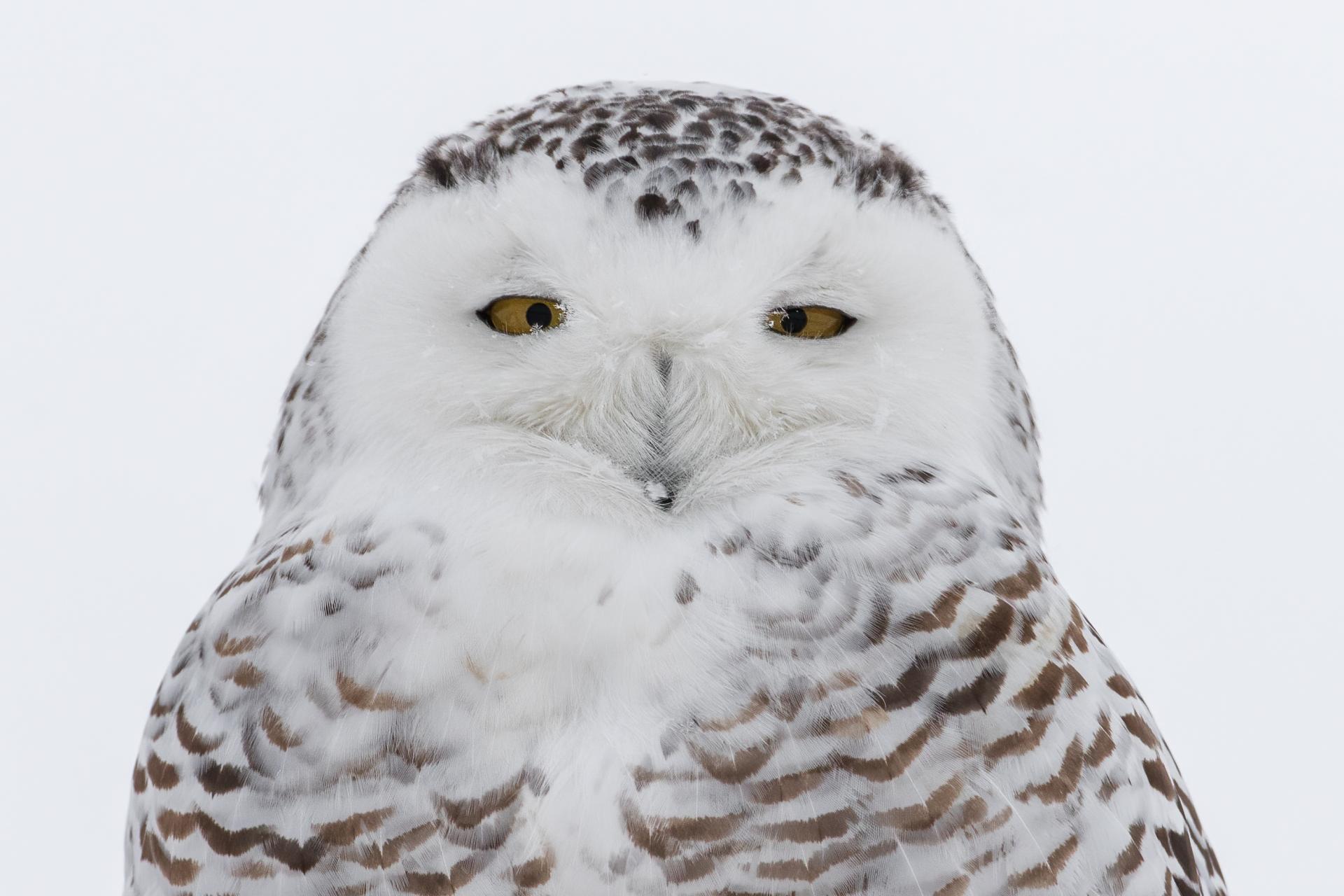 harfang-des-neiges-snowy-owl