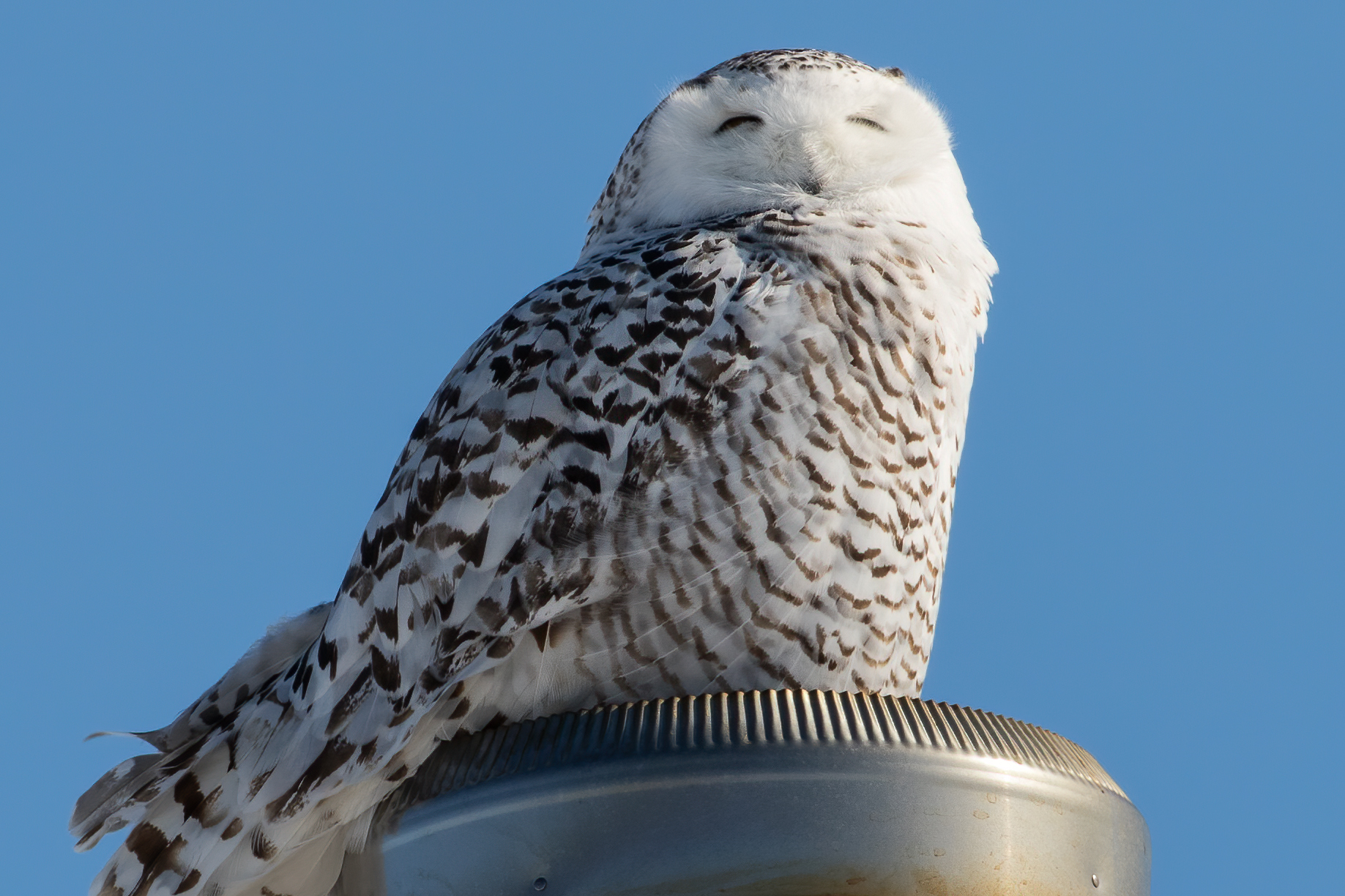 harfang-des-neiges-snowy-owl