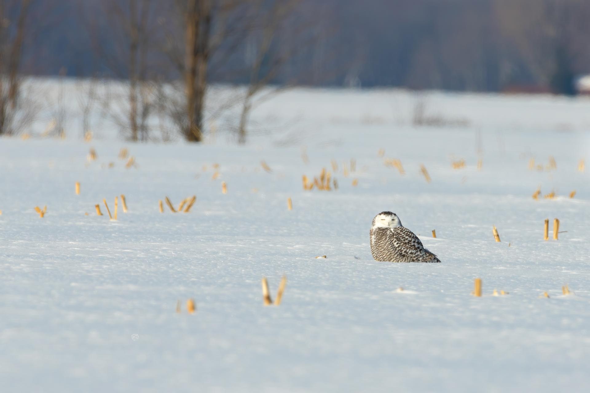harfang-des-neiges-snowy-owl
