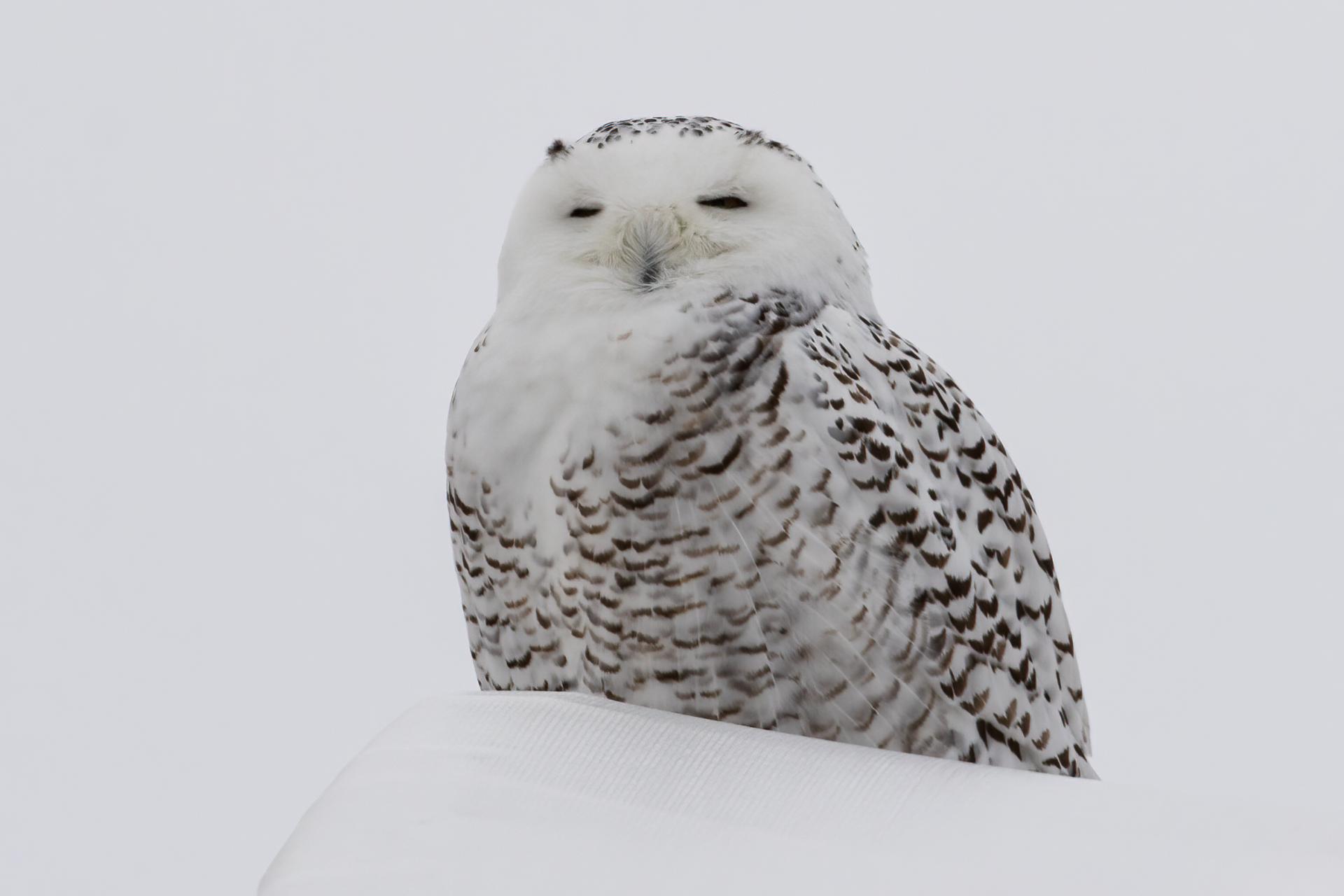 harfang-des-neiges-snowy-owl