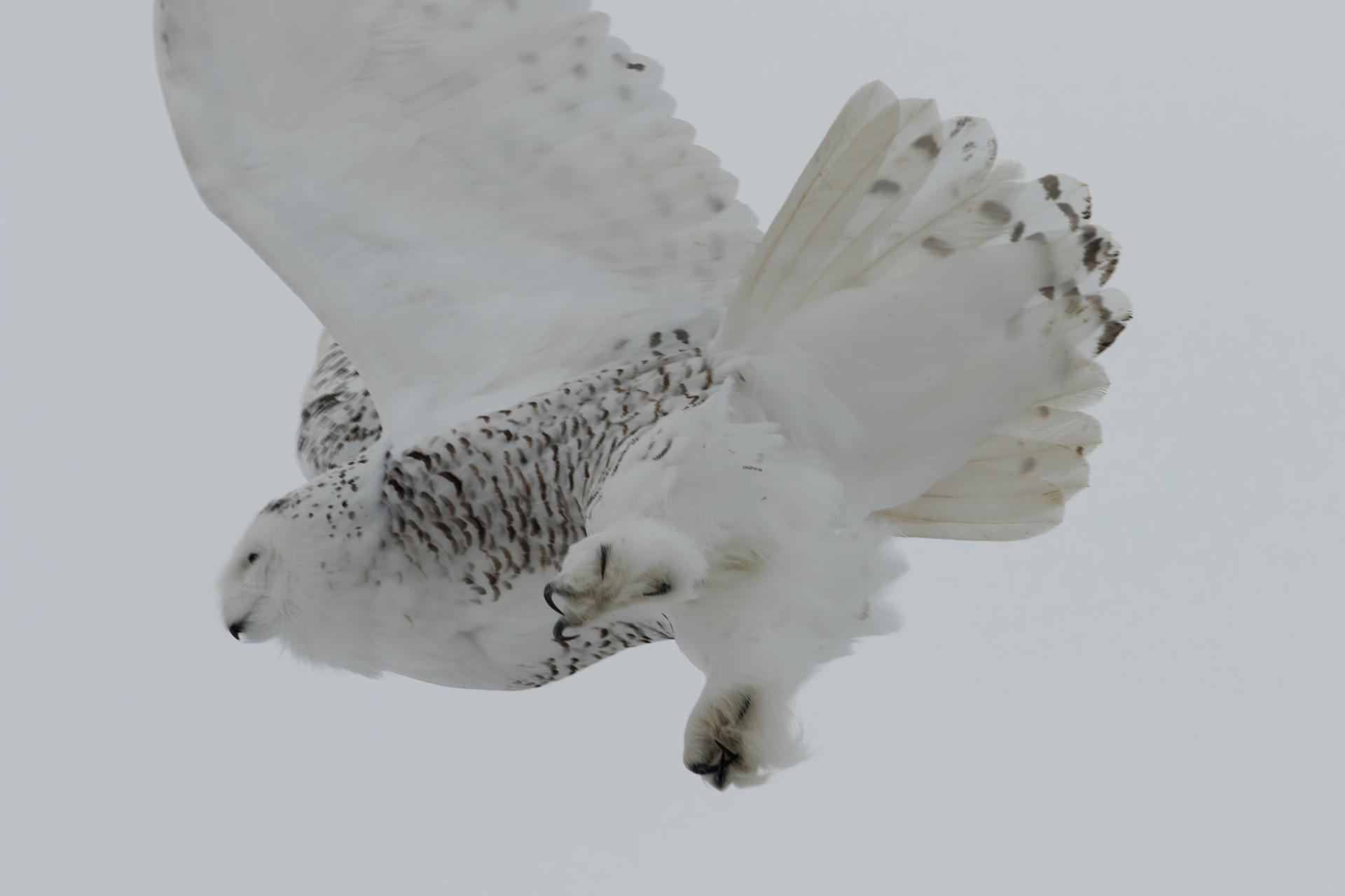 harfang-des-neiges-snowy-owl