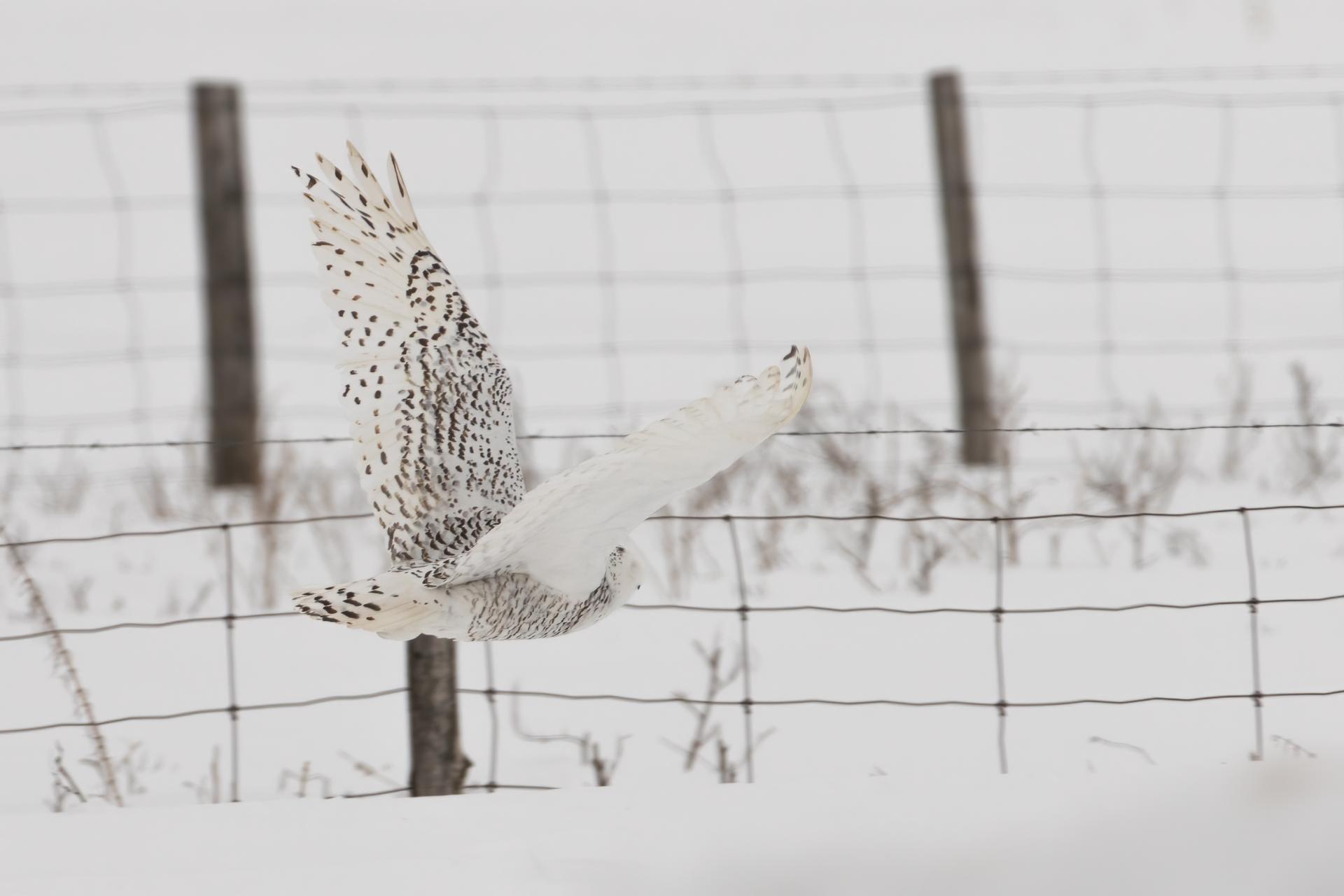 harfang-des-neiges-snowy-owl
