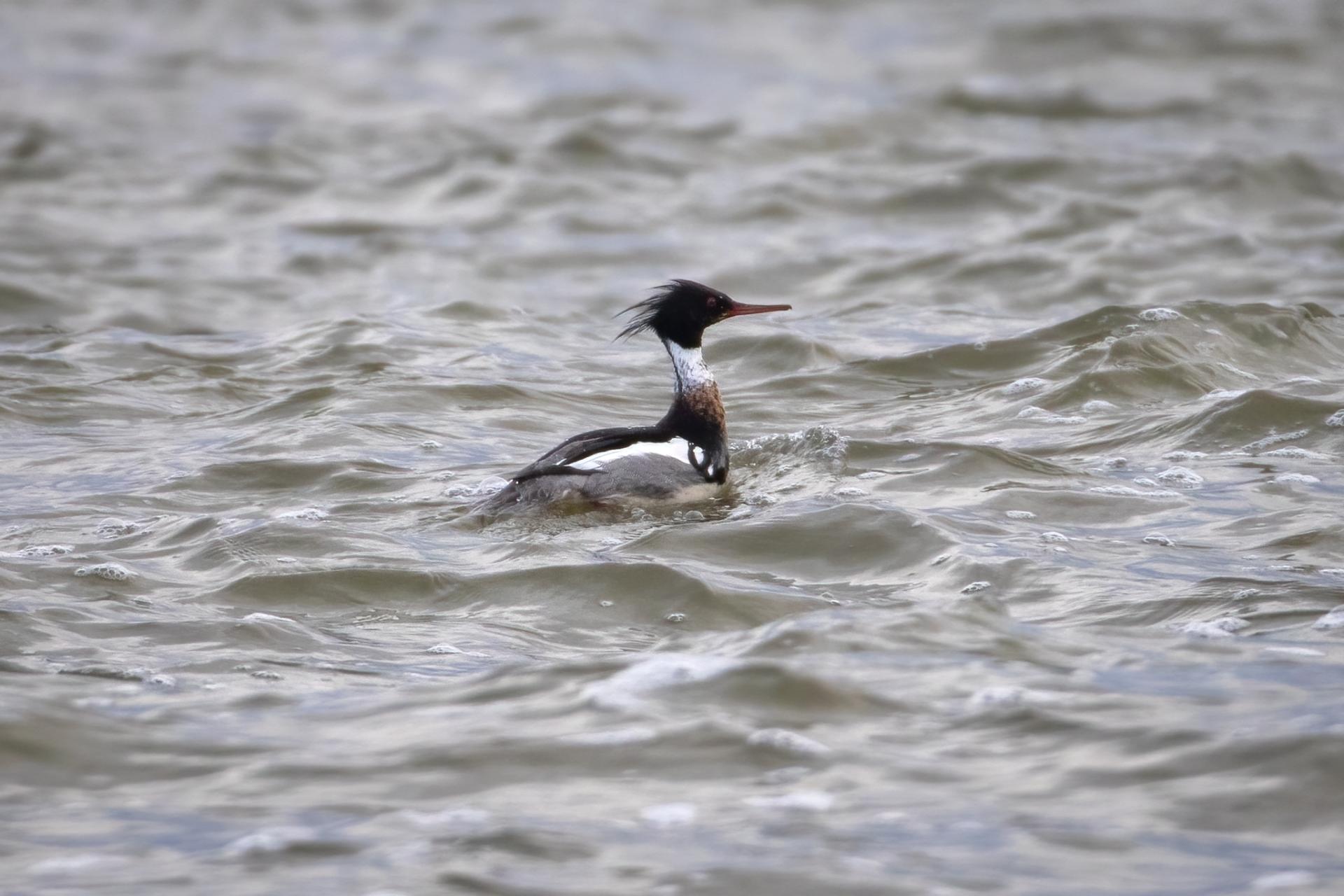 harle-huppe-red-breasted-merganser