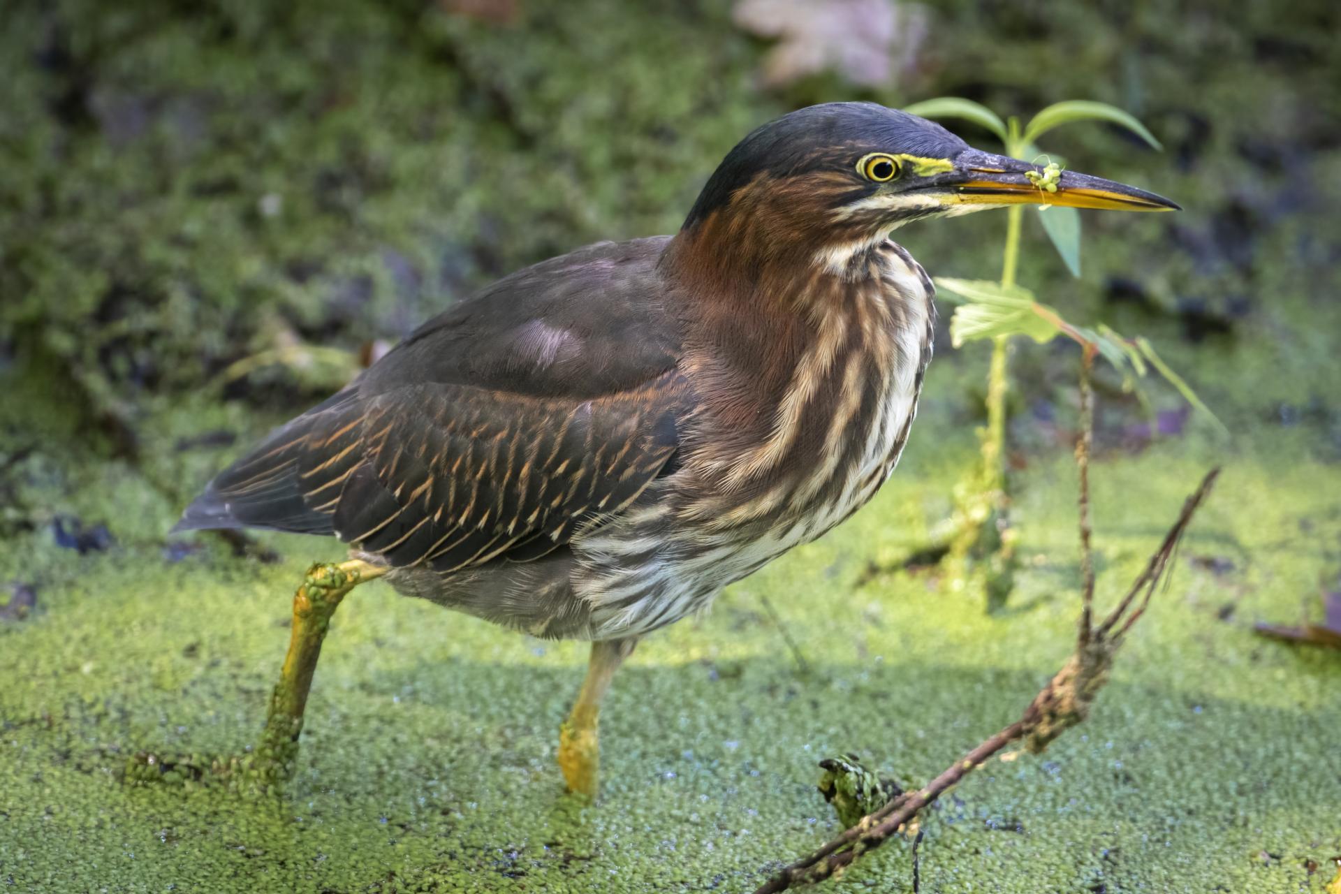 heron-vert-green-heron