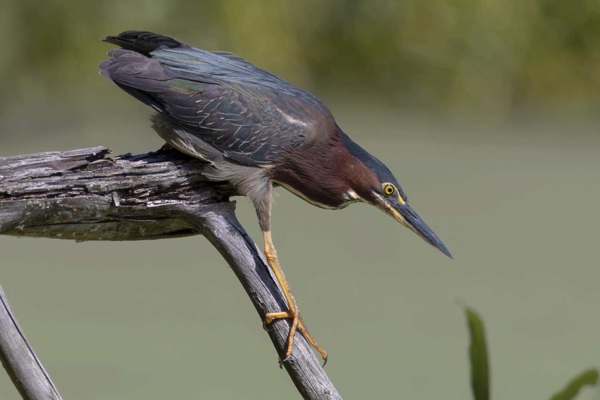 heron-vert-green-heron