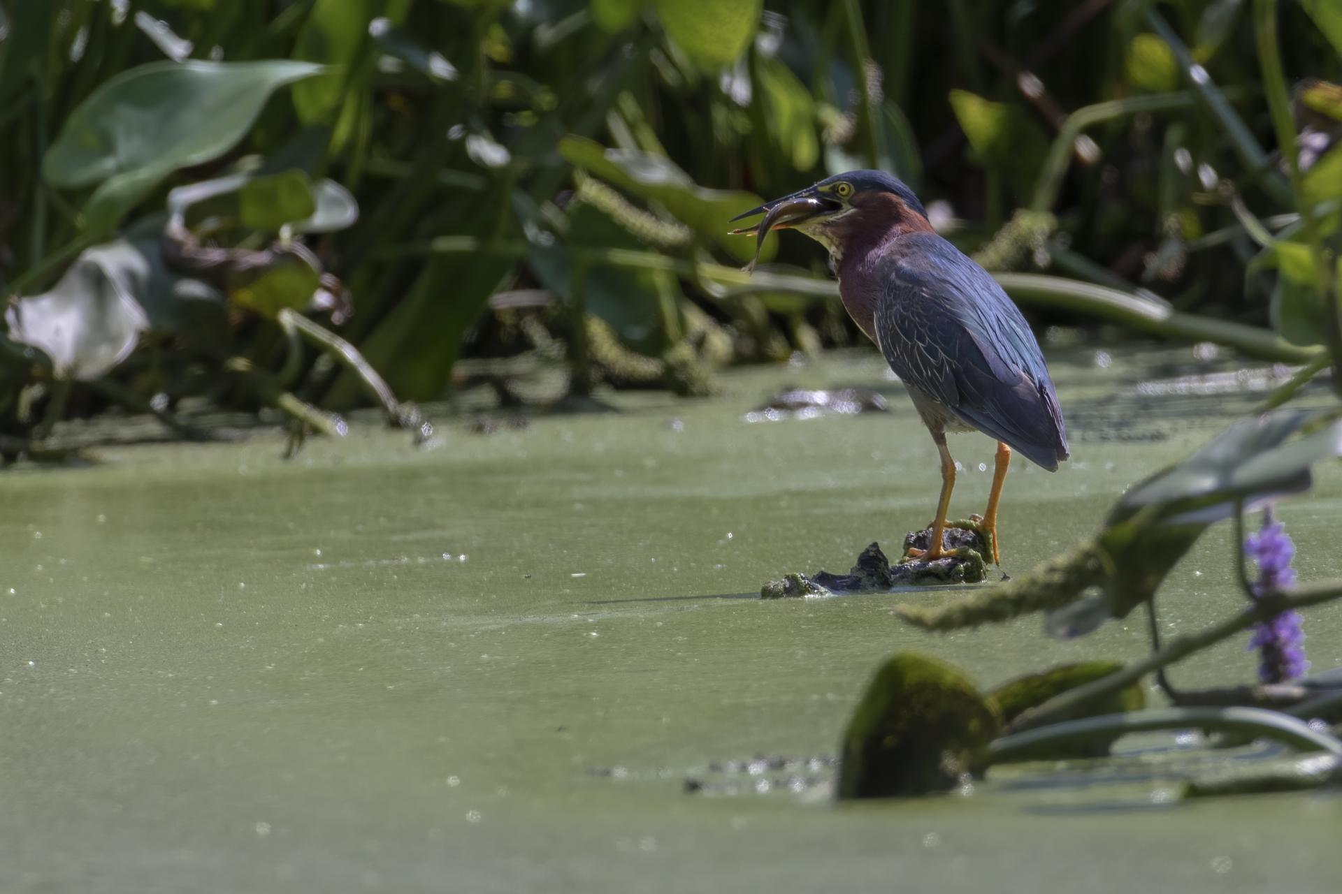 heron-vert-green-heron