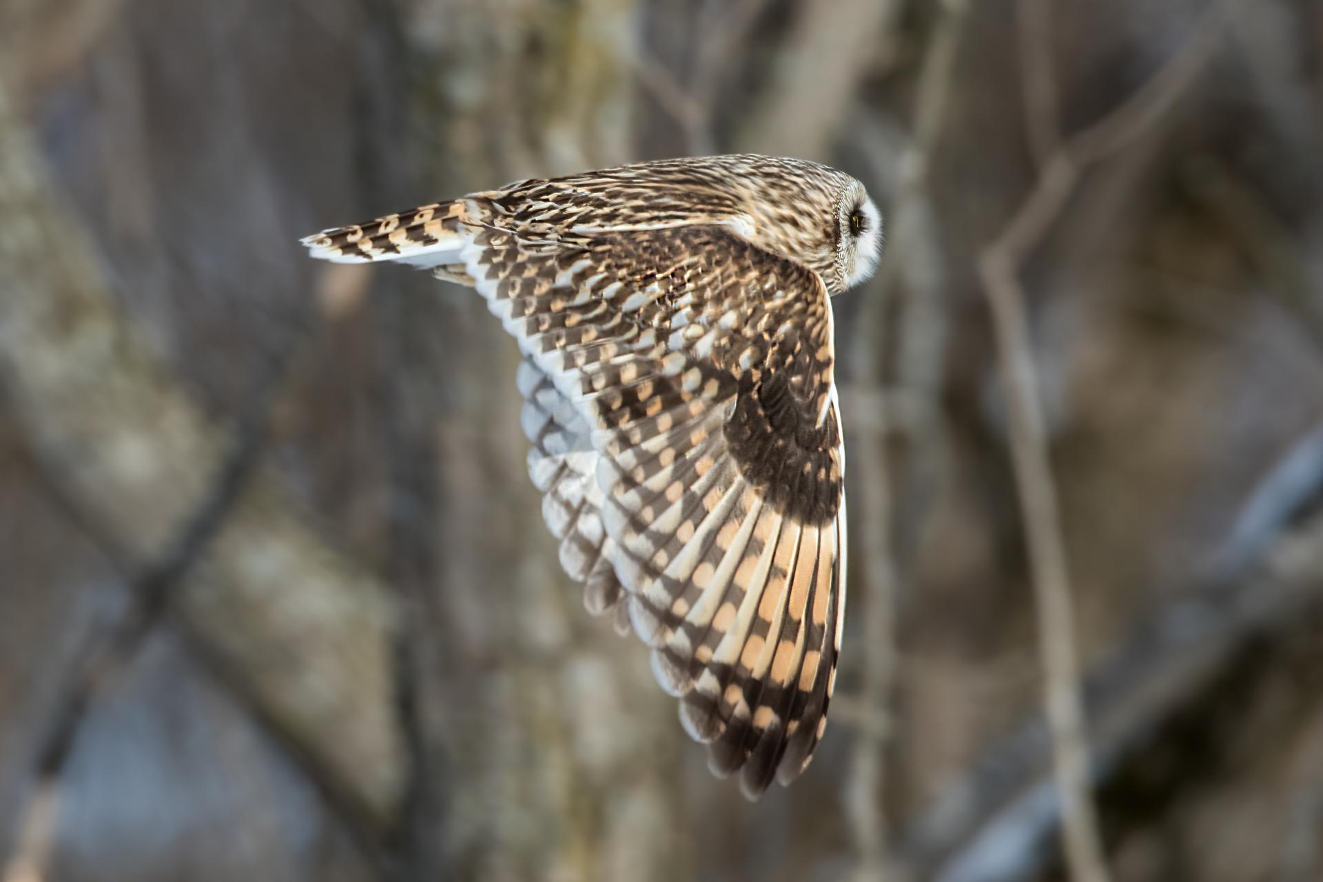 hibou-des-marais-short-eared-owl
