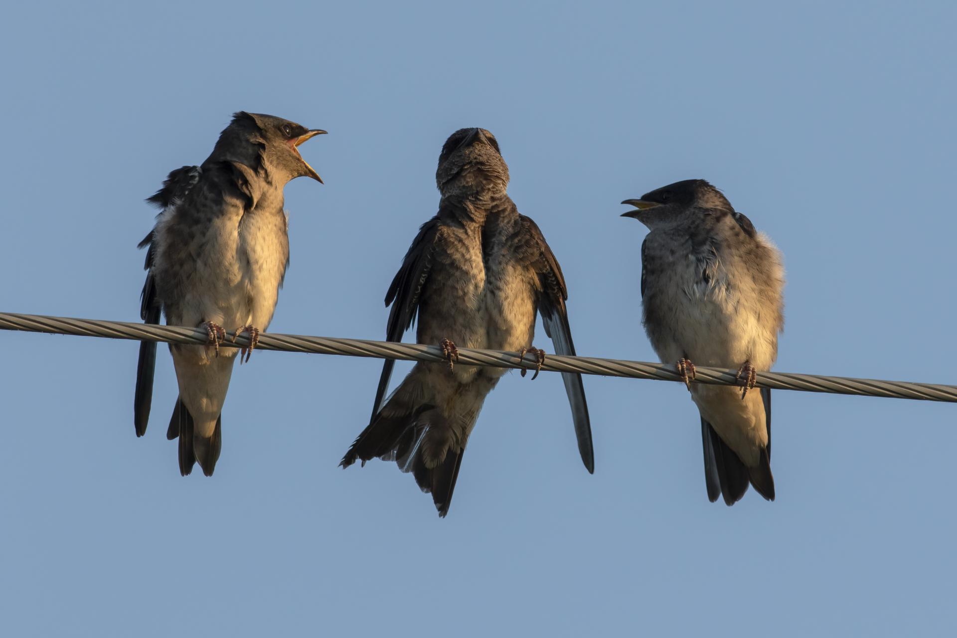hirondelle-noire-purple-martin