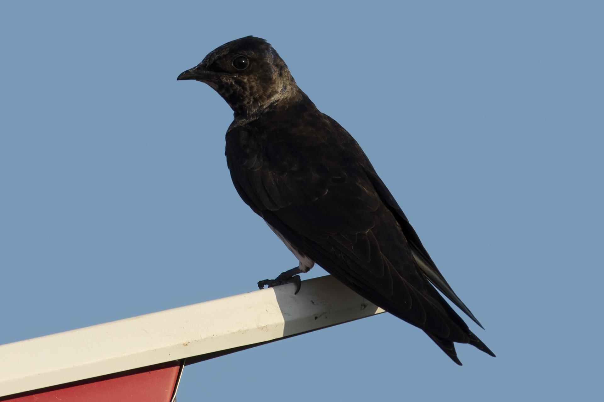 hirondelle-noire-purple-martin