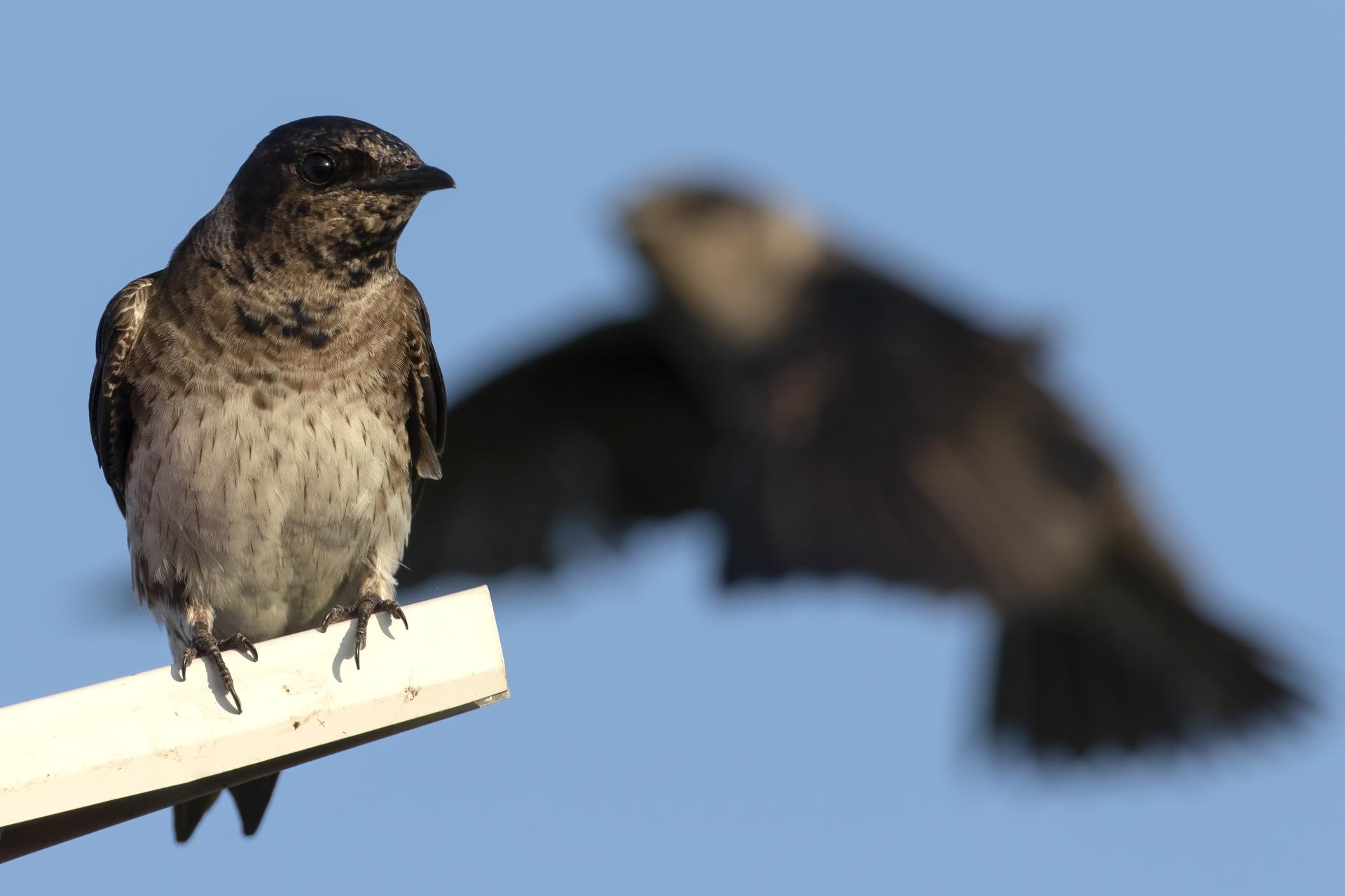 hirondelle-noire-purple-martin