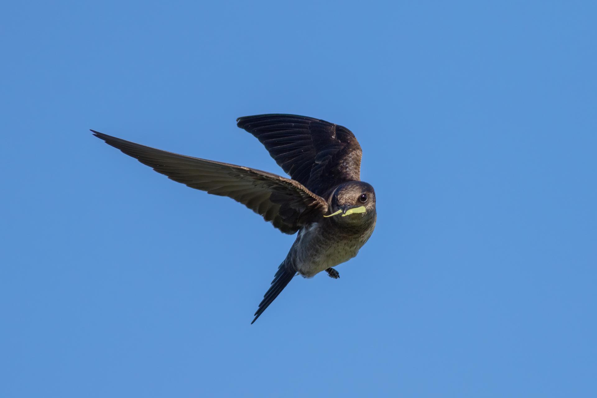 hirondelle-noire-purple-martin