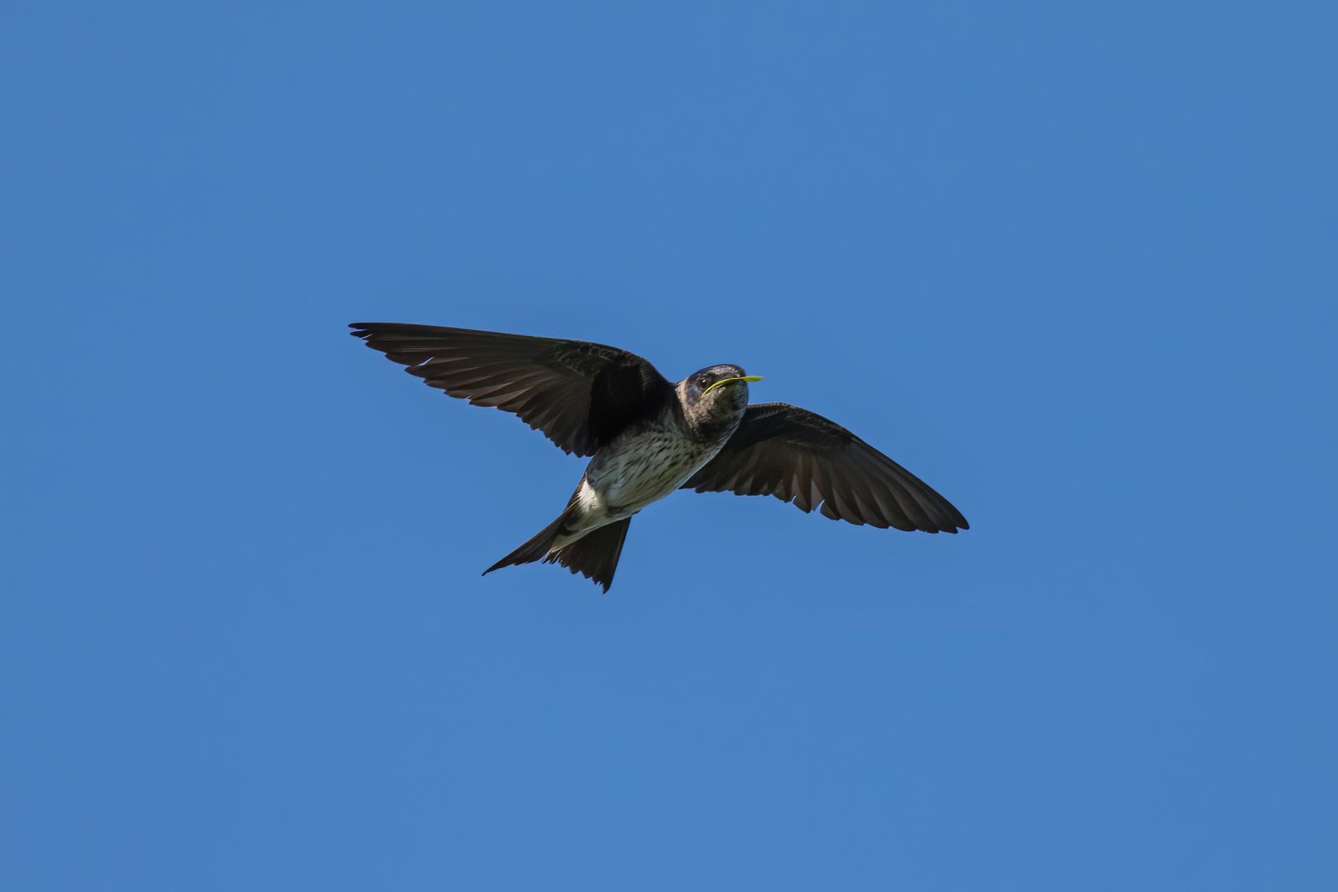 hirondelle-noire-purple-martin