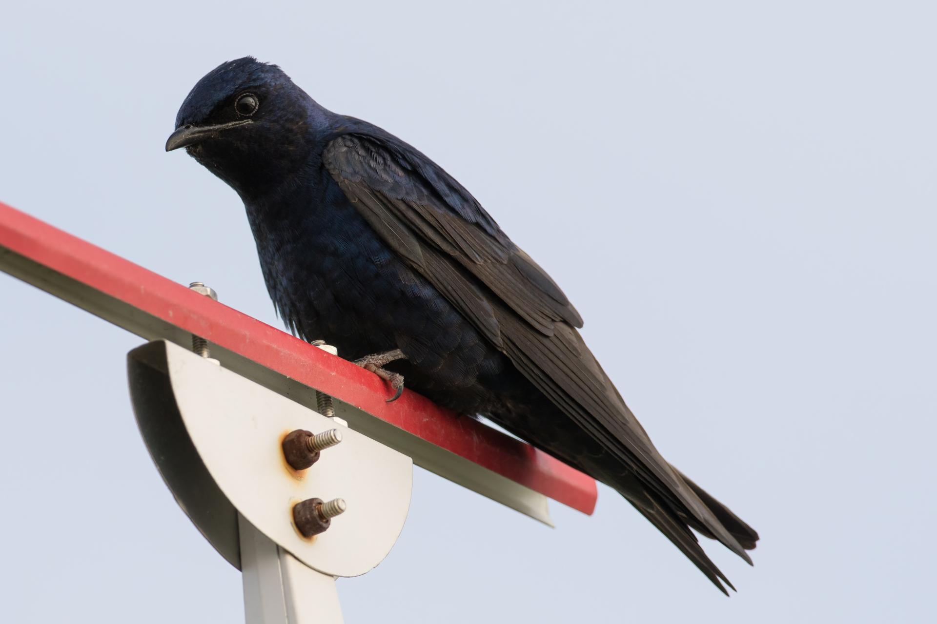 hirondelle-noire-purple-martin
