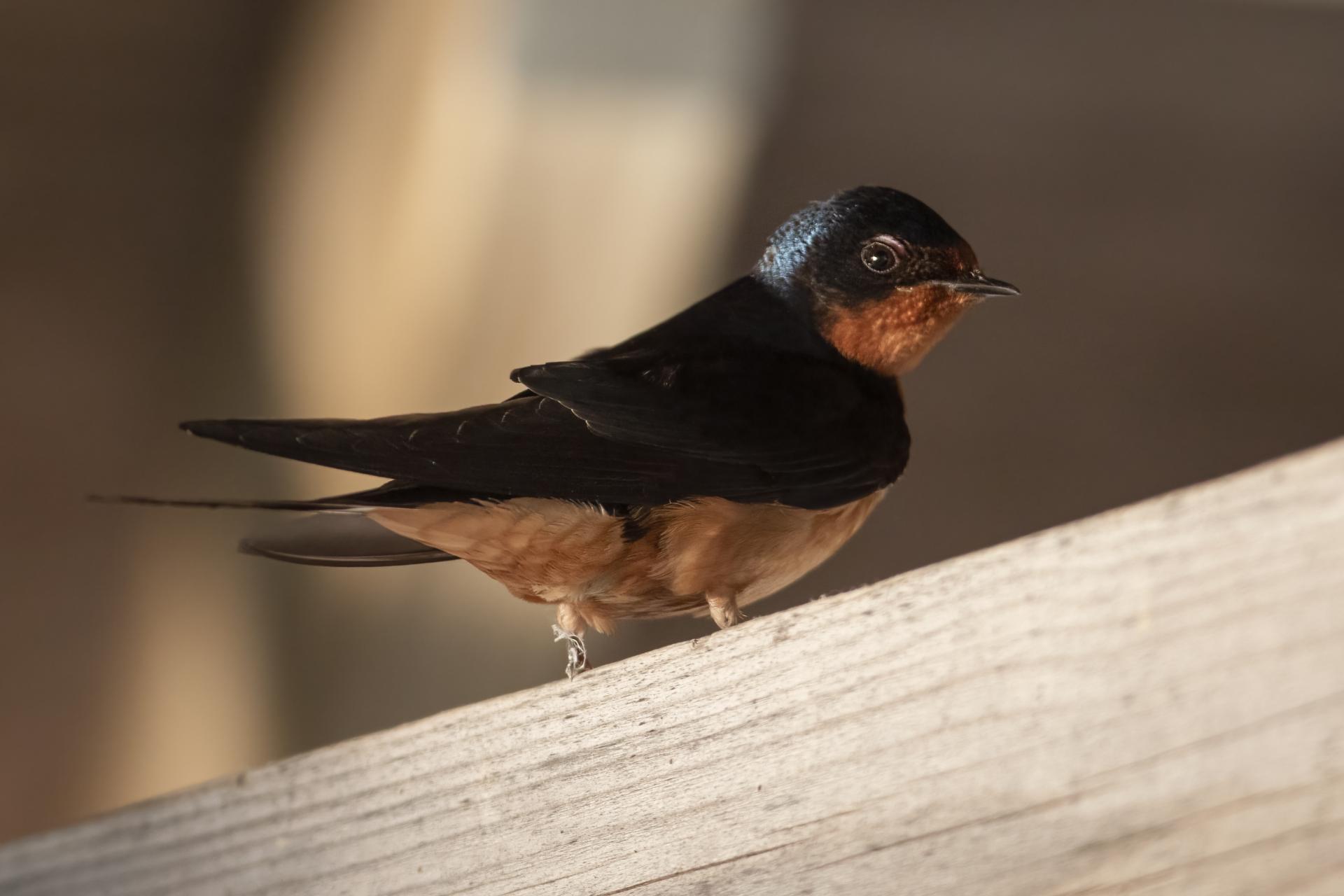 hirondelle-rustique-barn-swallow