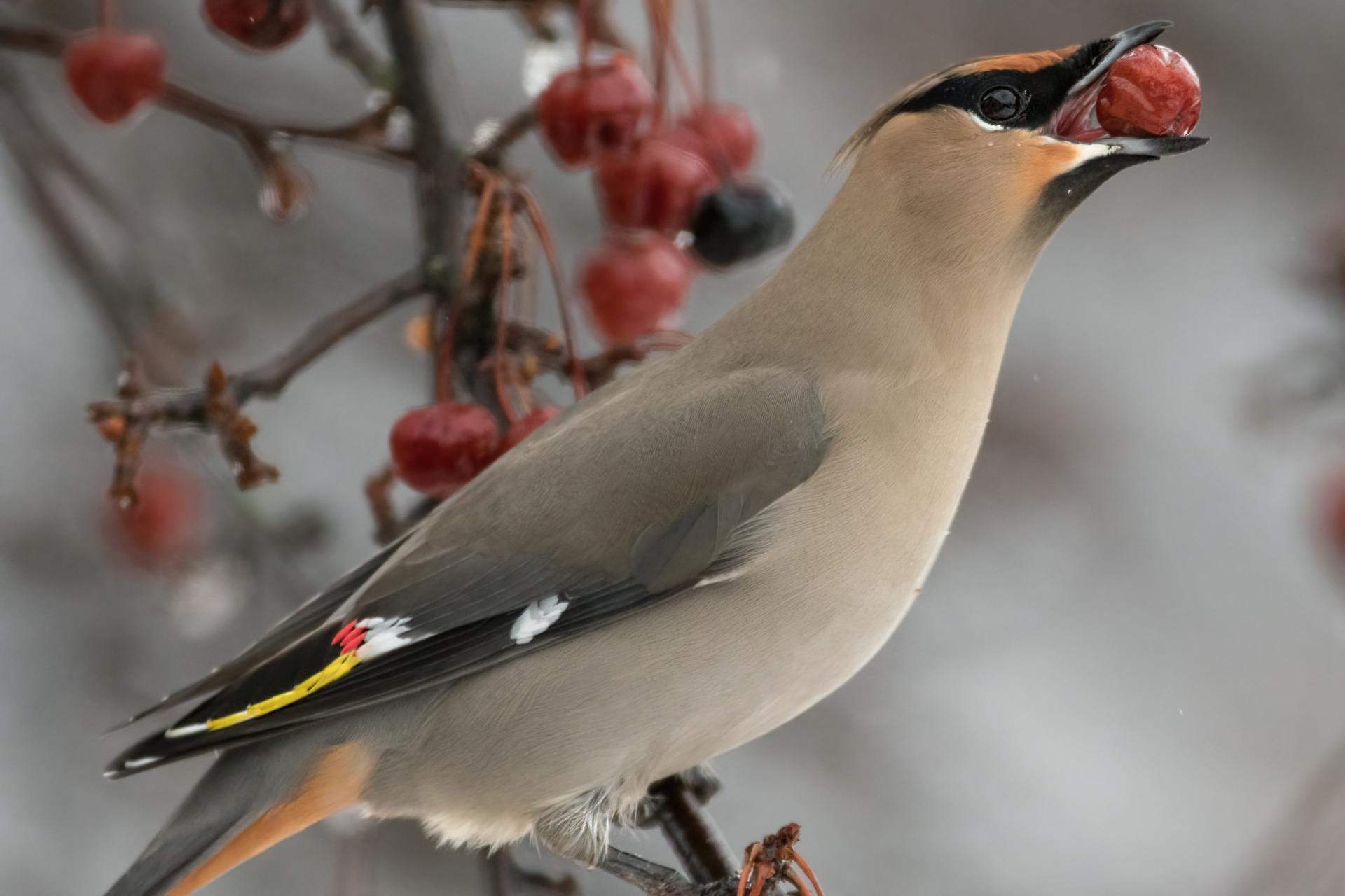 jaseur-boreal-bohemian-waxwing