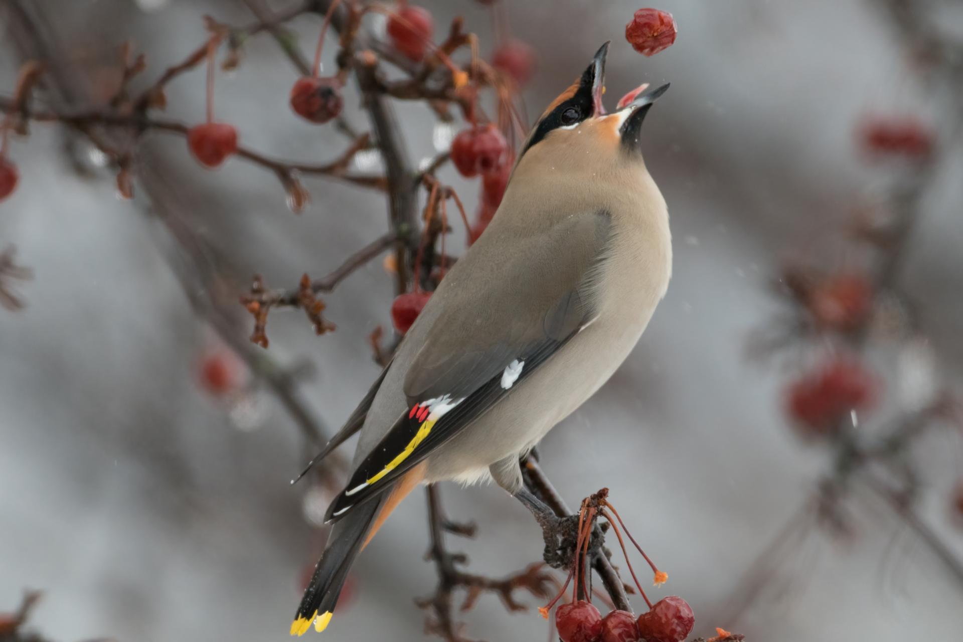 jaseur-boreal-bohemian-waxwing