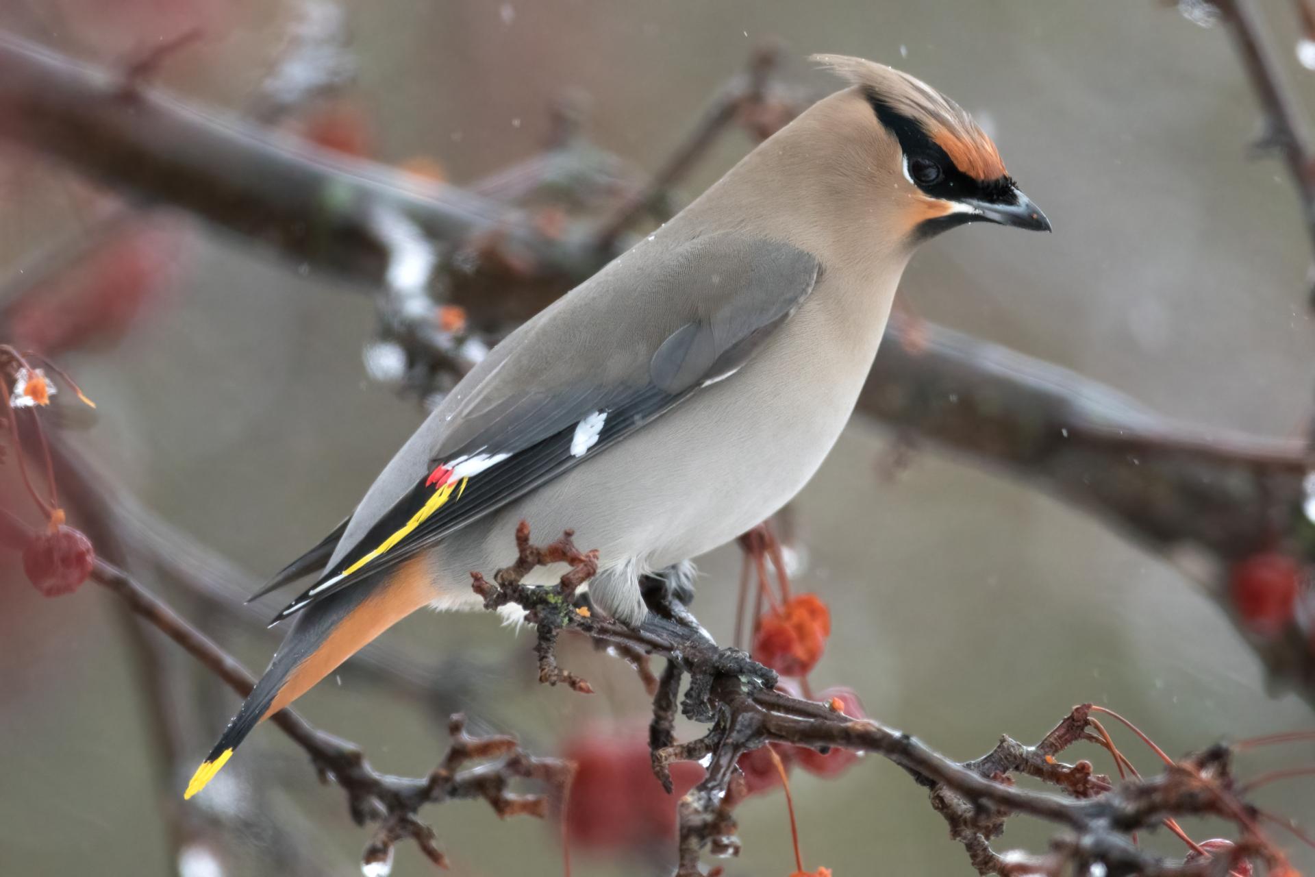 jaseur-boreal-bohemian-waxwing