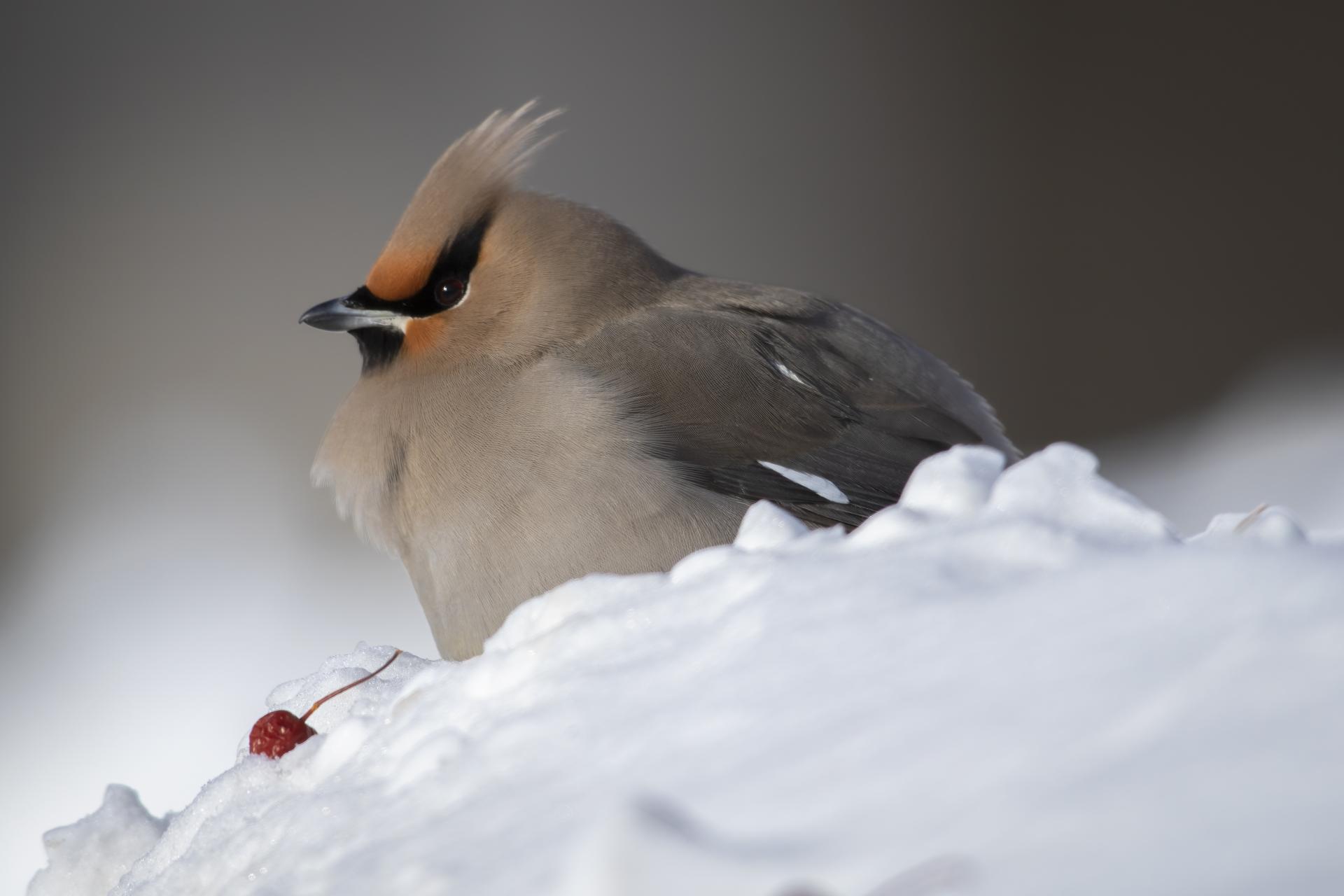 jaseur-boreal-bohemian-waxwing