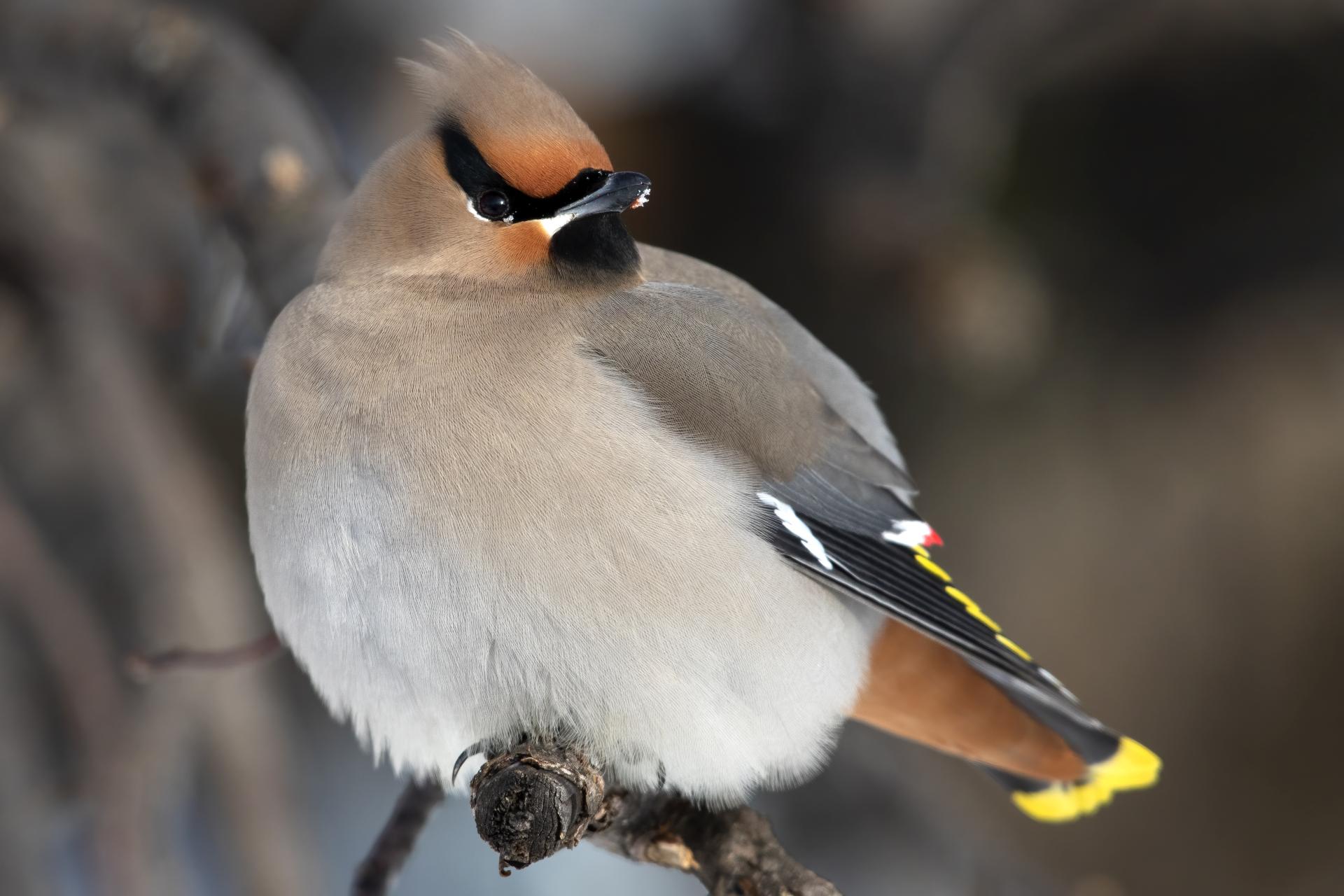 jaseur-boreal-bohemian-waxwing