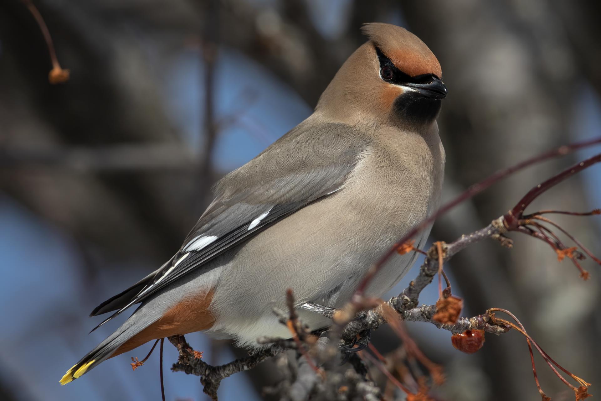 jaseur-boreal-bohemian-waxwing