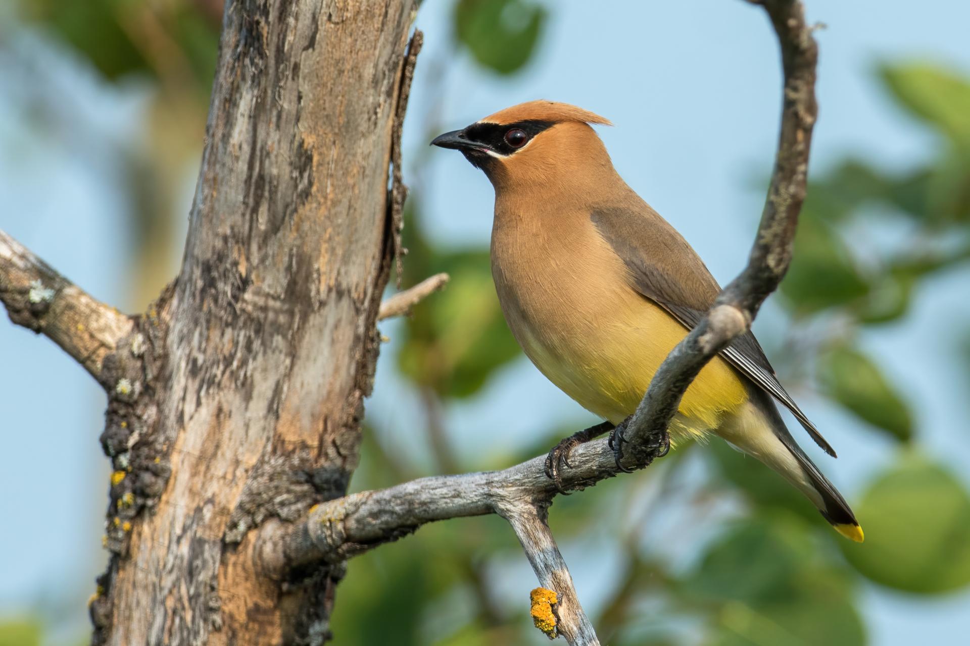 jaseur-d-amerique-cedar-waxwing