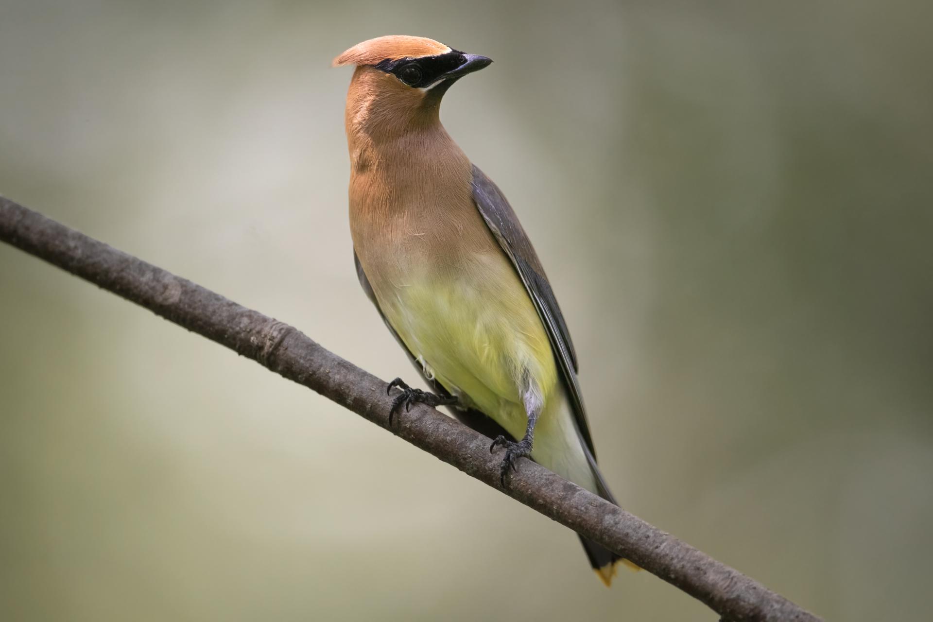 jaseur-d-amerique-cedar-waxwing